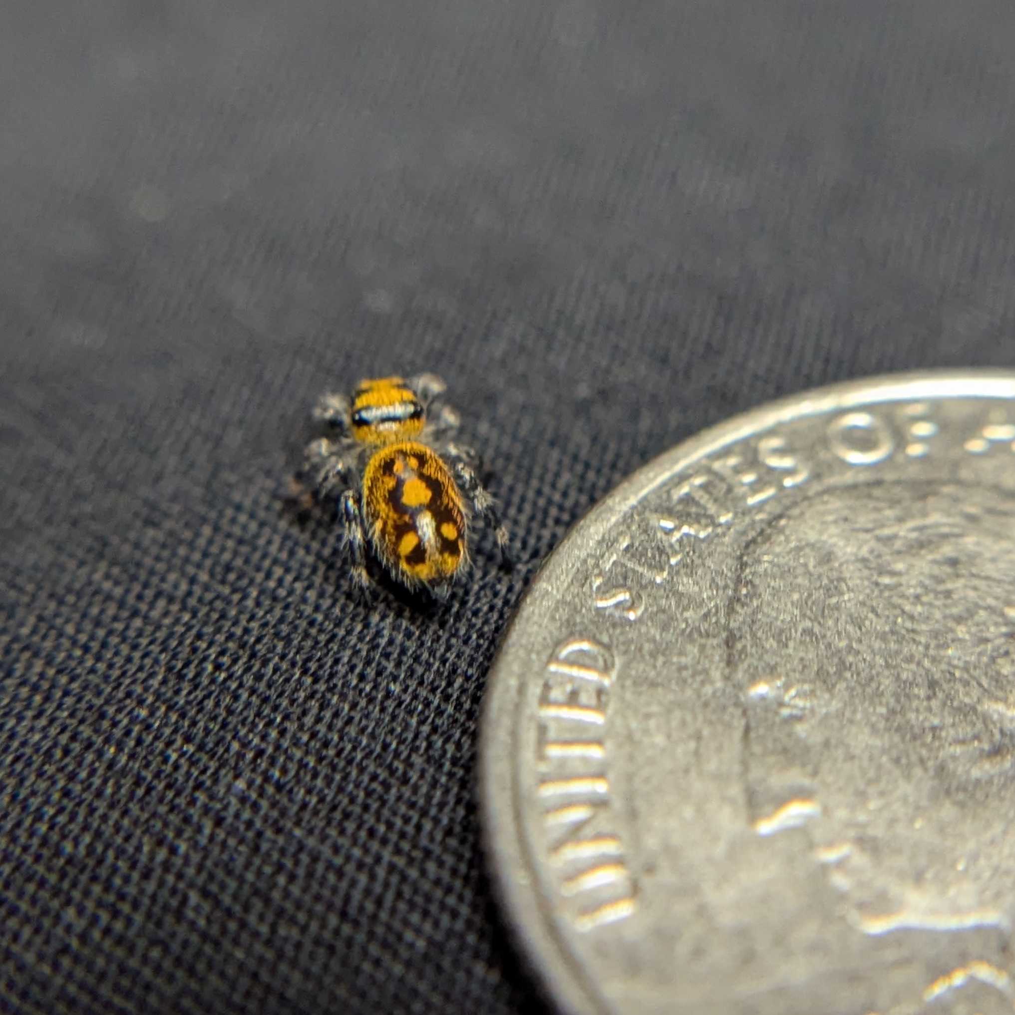 Regal Jumping Spider "Lava"