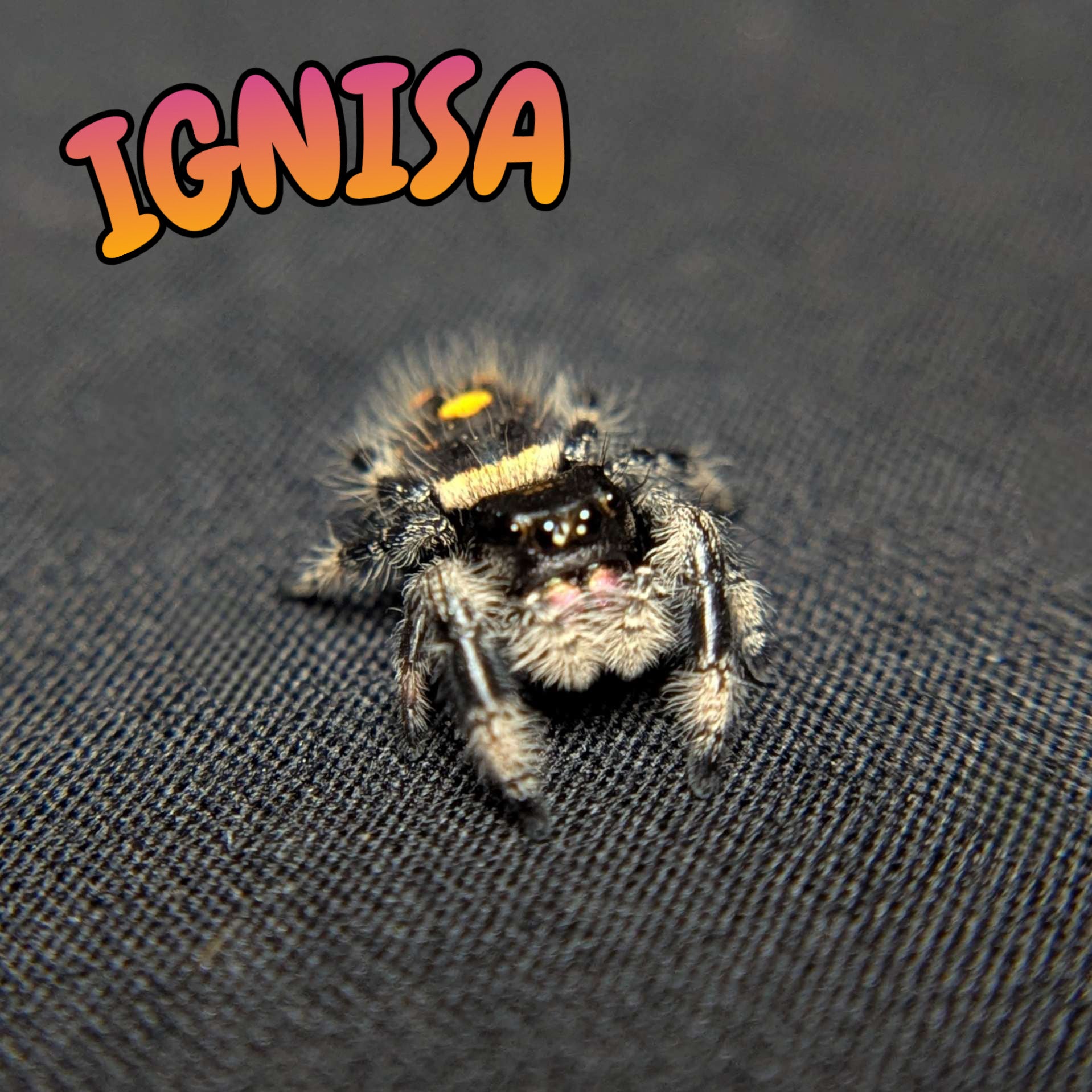 Regal Jumping Spider "Ignisa"