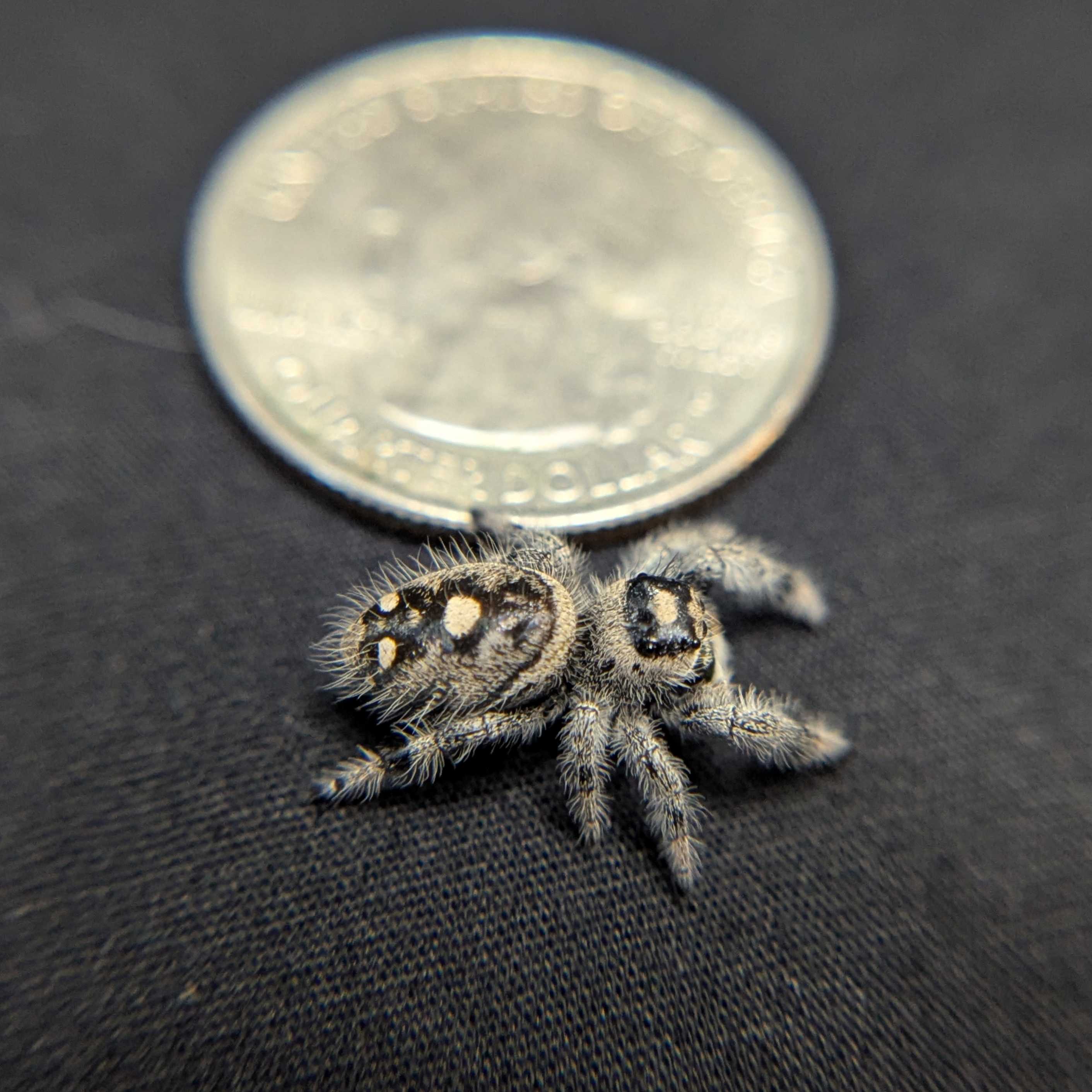 Regal Jumping Spider "Ember"