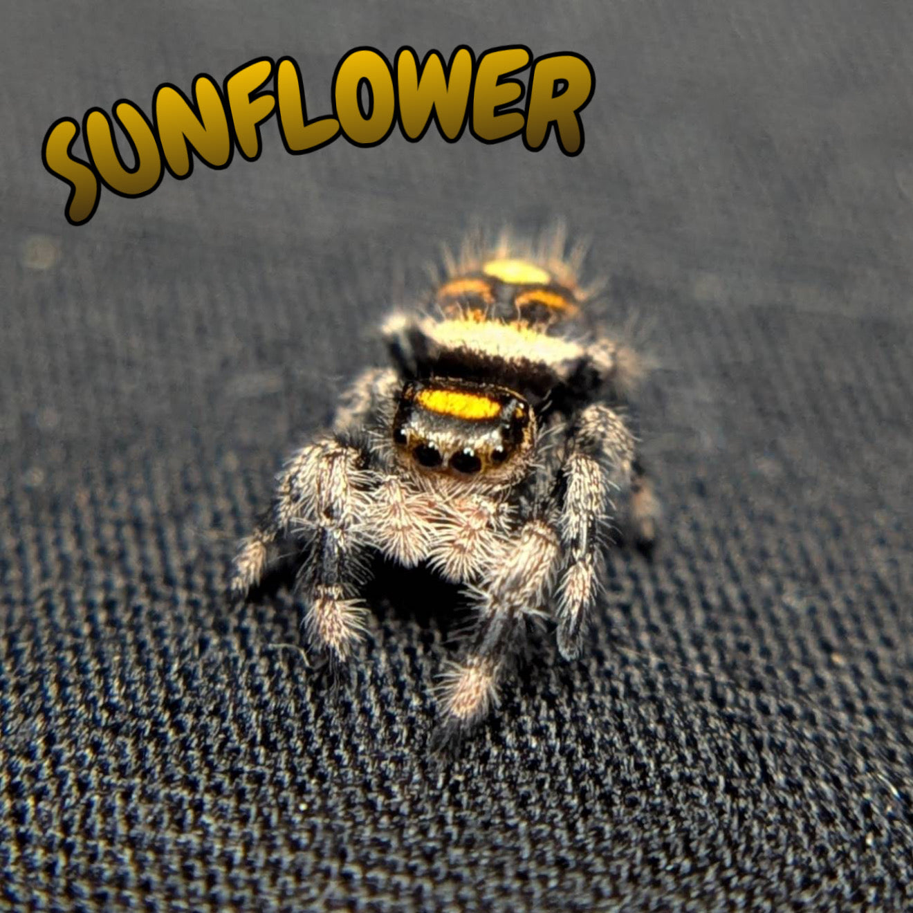 Regal Jumping Spider "Sunflower"