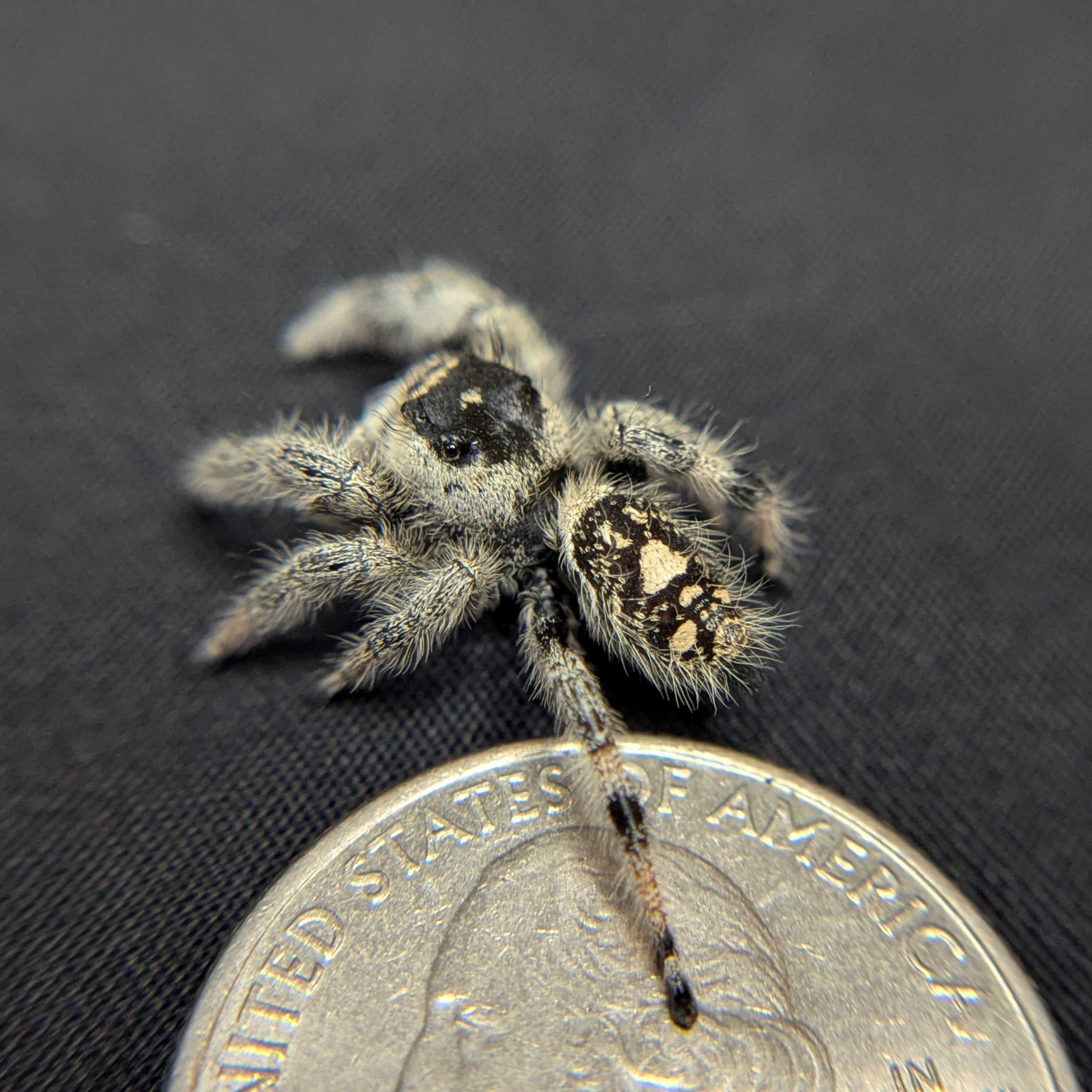 Regal Jumping Spider "Juniper"