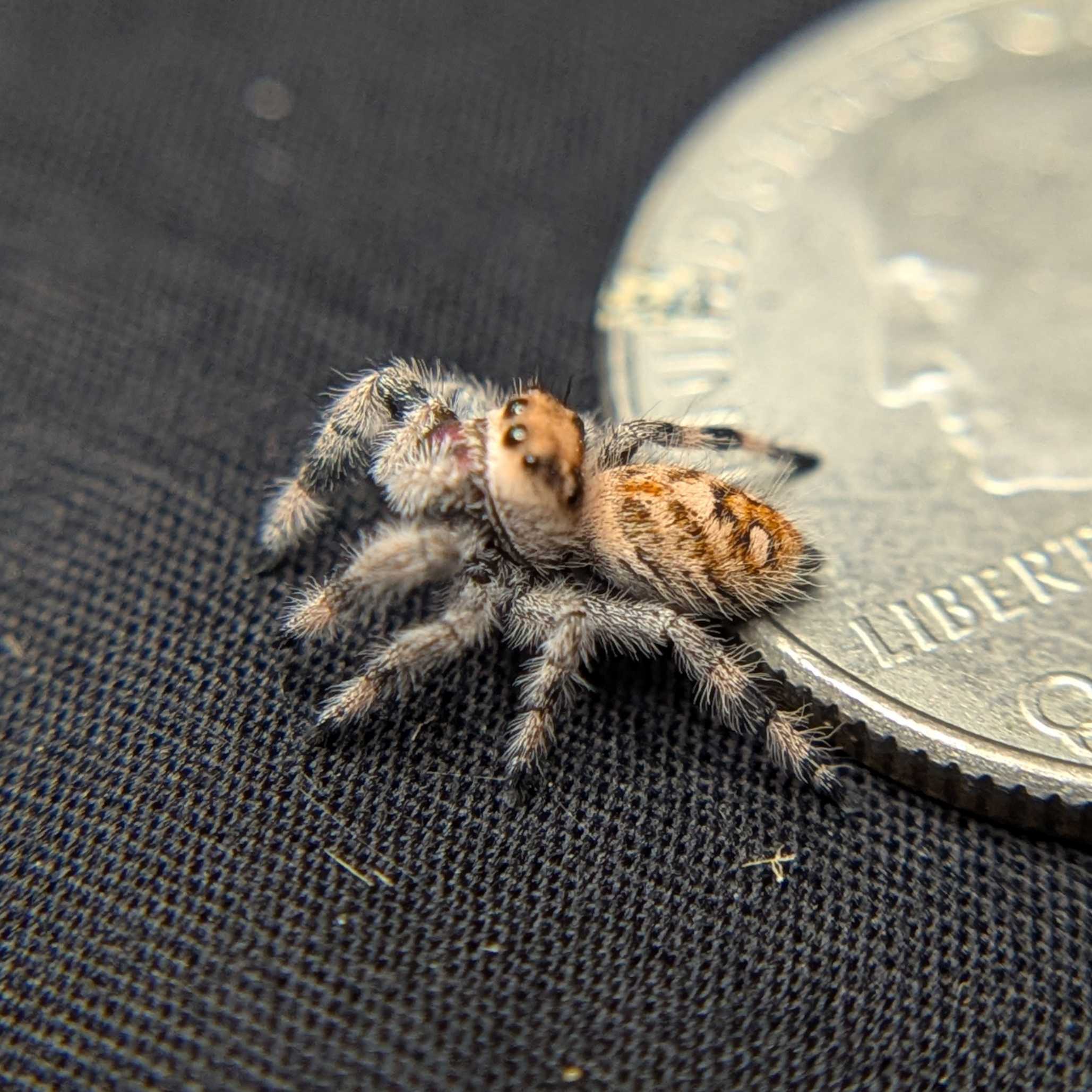 Regal Jumping Spider "Tiger"