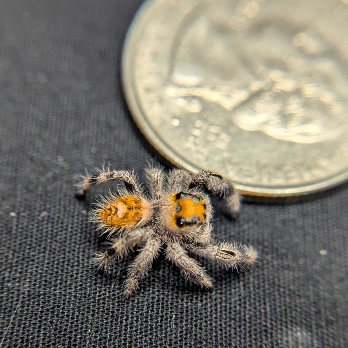 Regal Jumping Spider "Jessica"