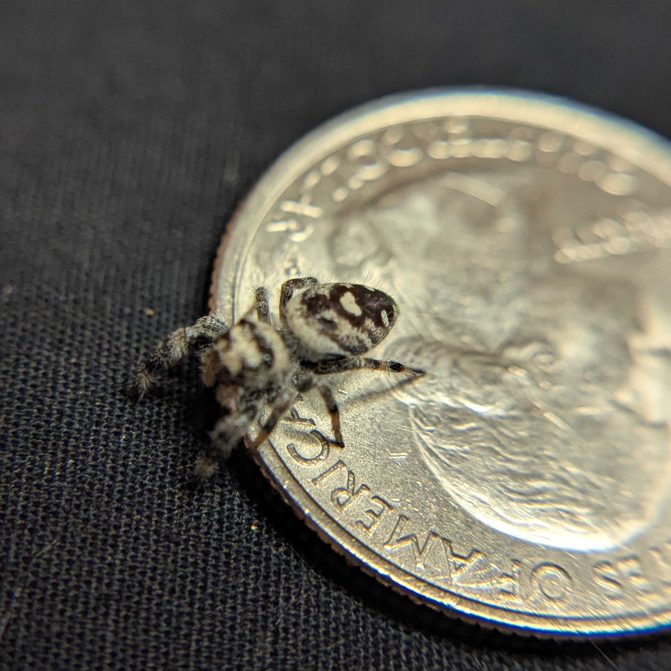 Regal Jumping Spider “Peridot”