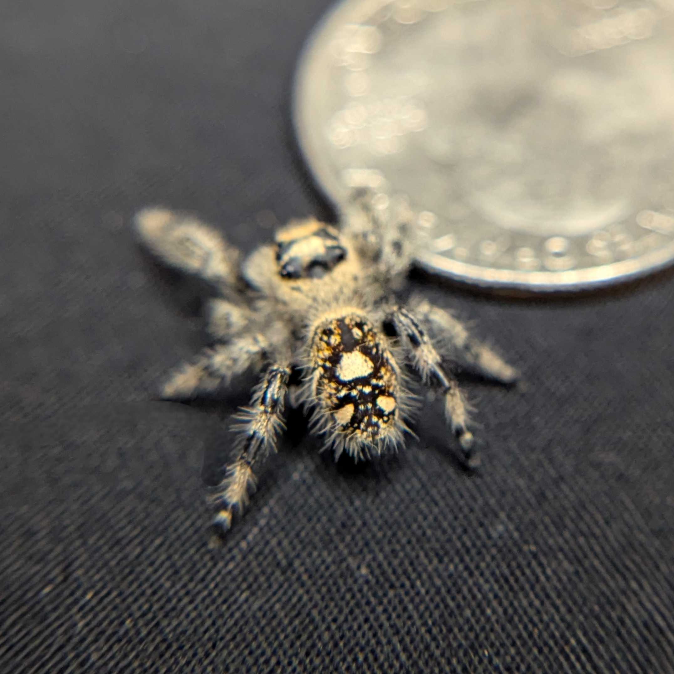 Regal Jumping Spider "Shimmer"
