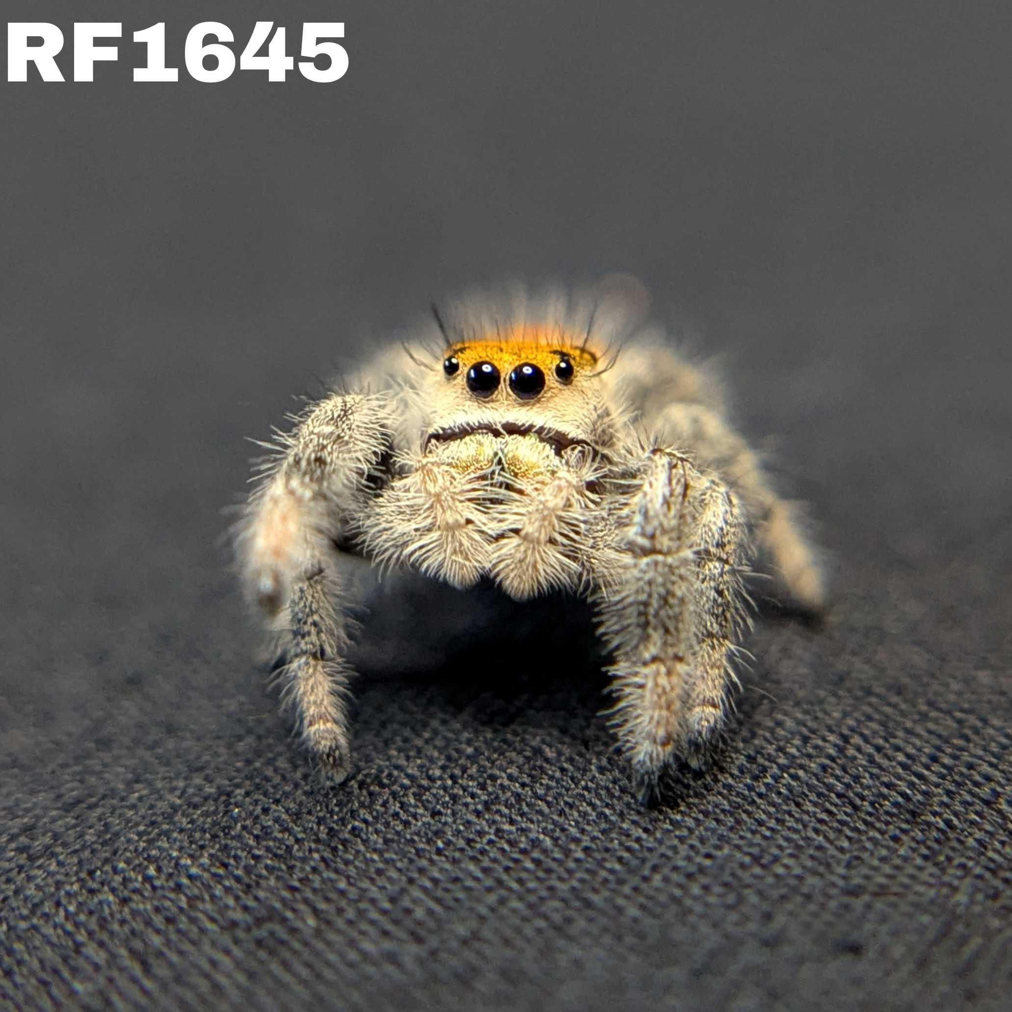 Regal Jumping Spider "Insignia"