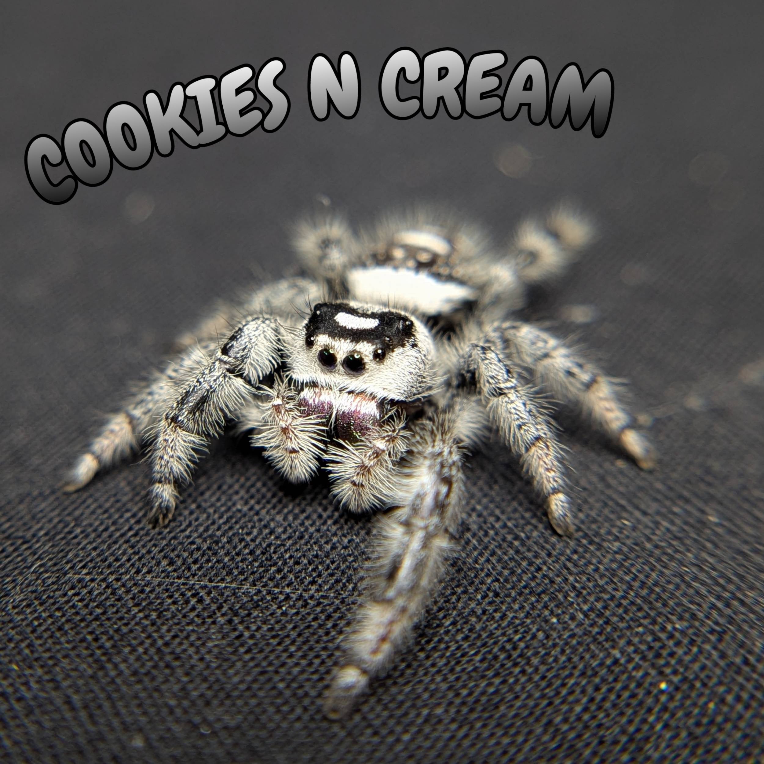 Female Regal Jumping Spider Cookies n Cream