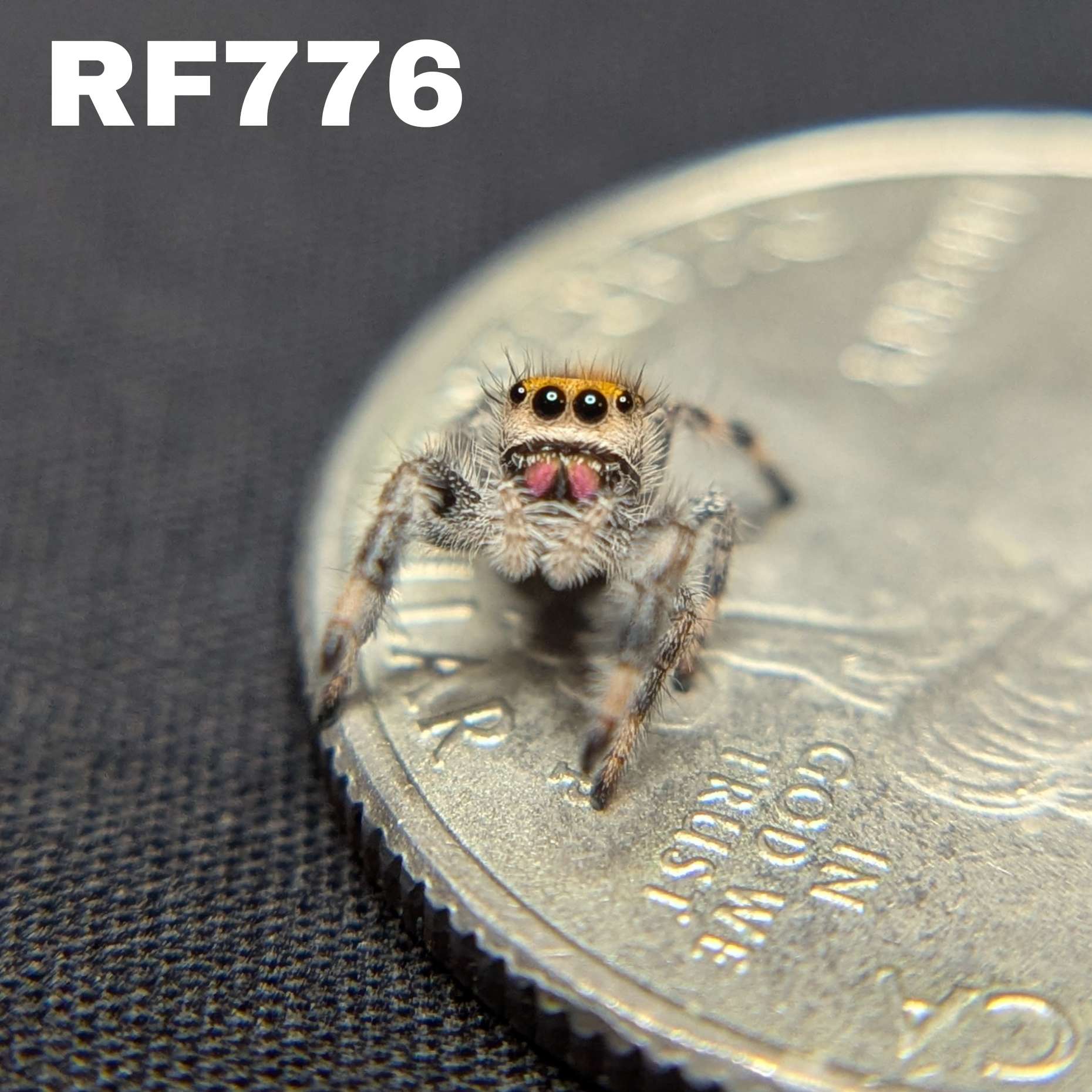 Regal Jumping Spider "Pink"