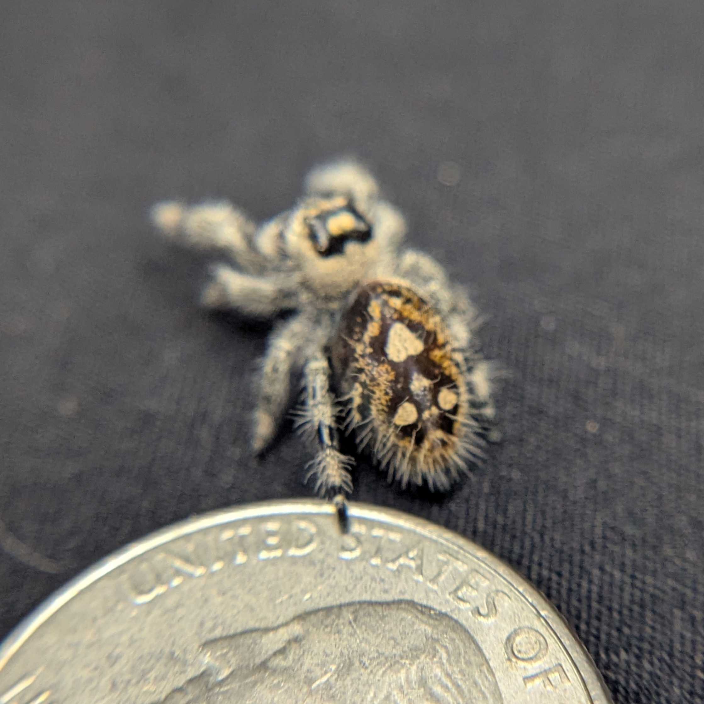 Regal Jumping Spider "Plum"