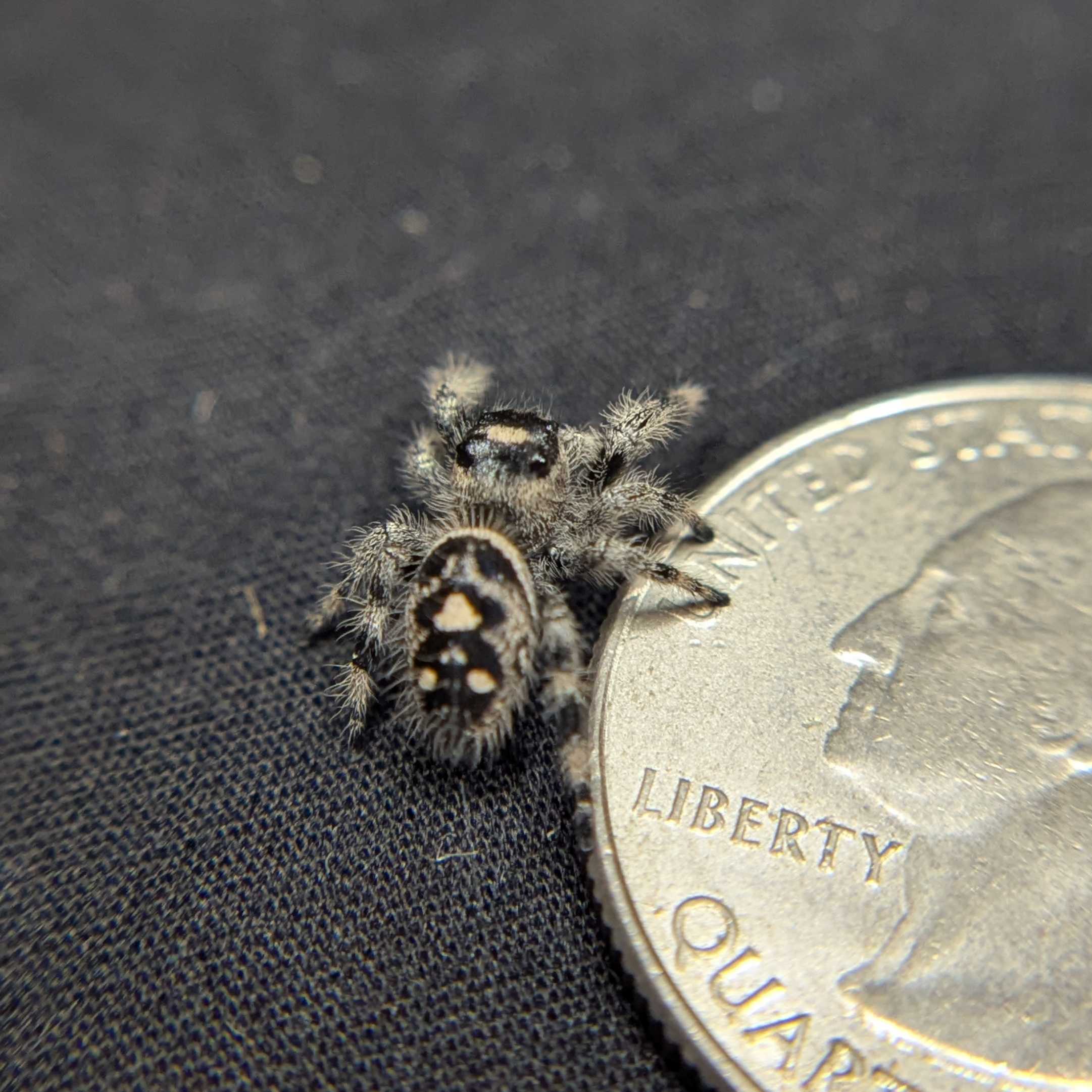 Regal Jumping Spider "Snow White"