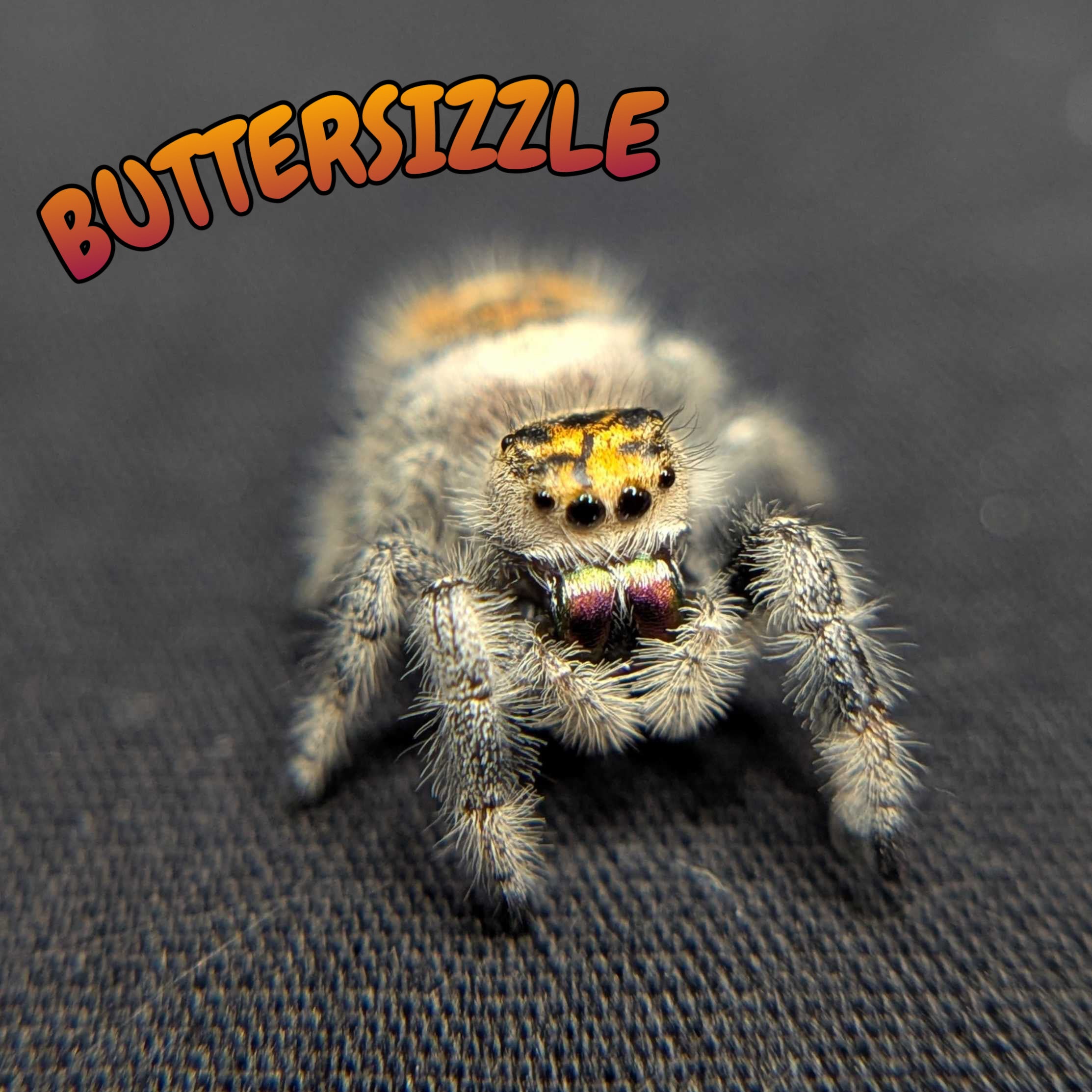 Regal Jumping Spider "Buttersizzle"