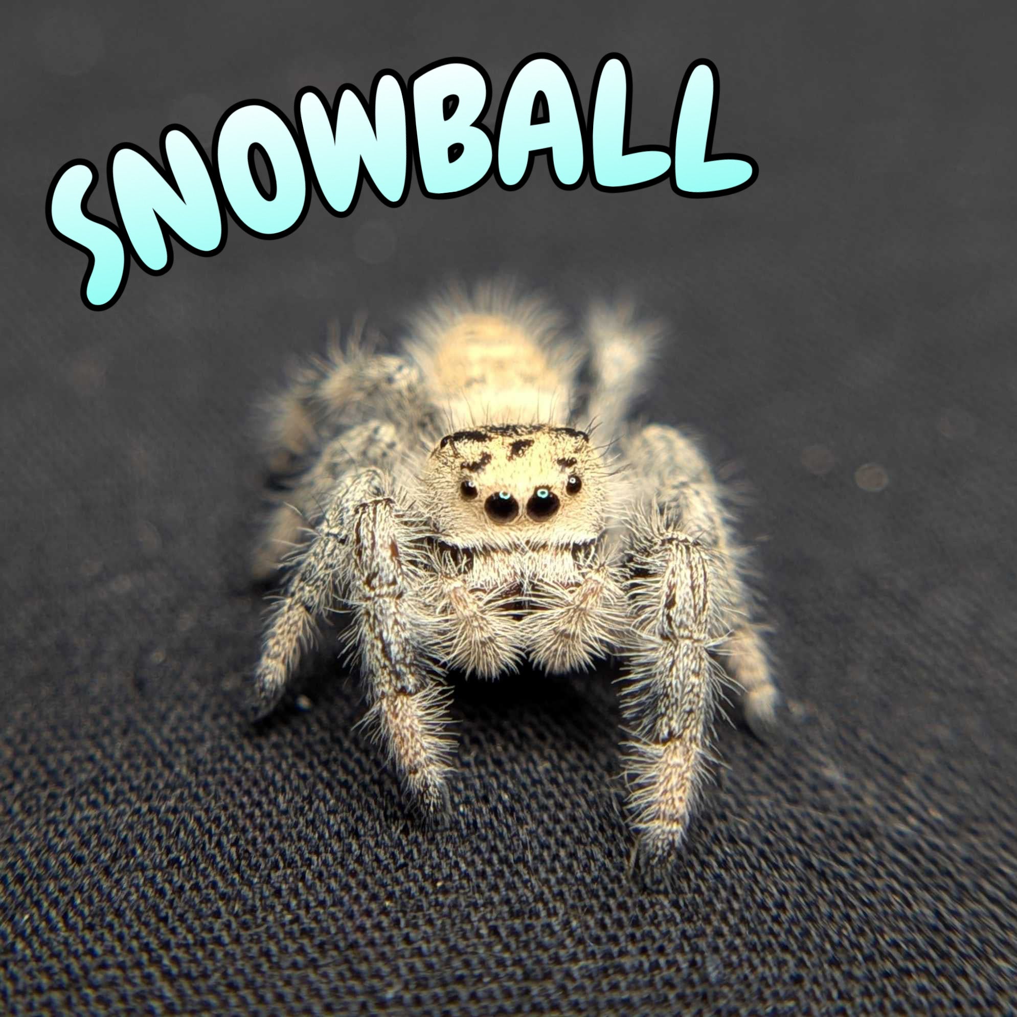 Regal Jumping Spider "Snowball"