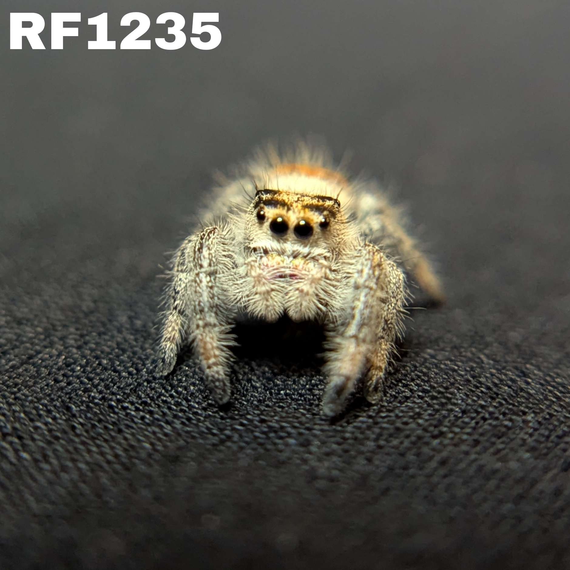 Regal Jumping Spider "Pasta"