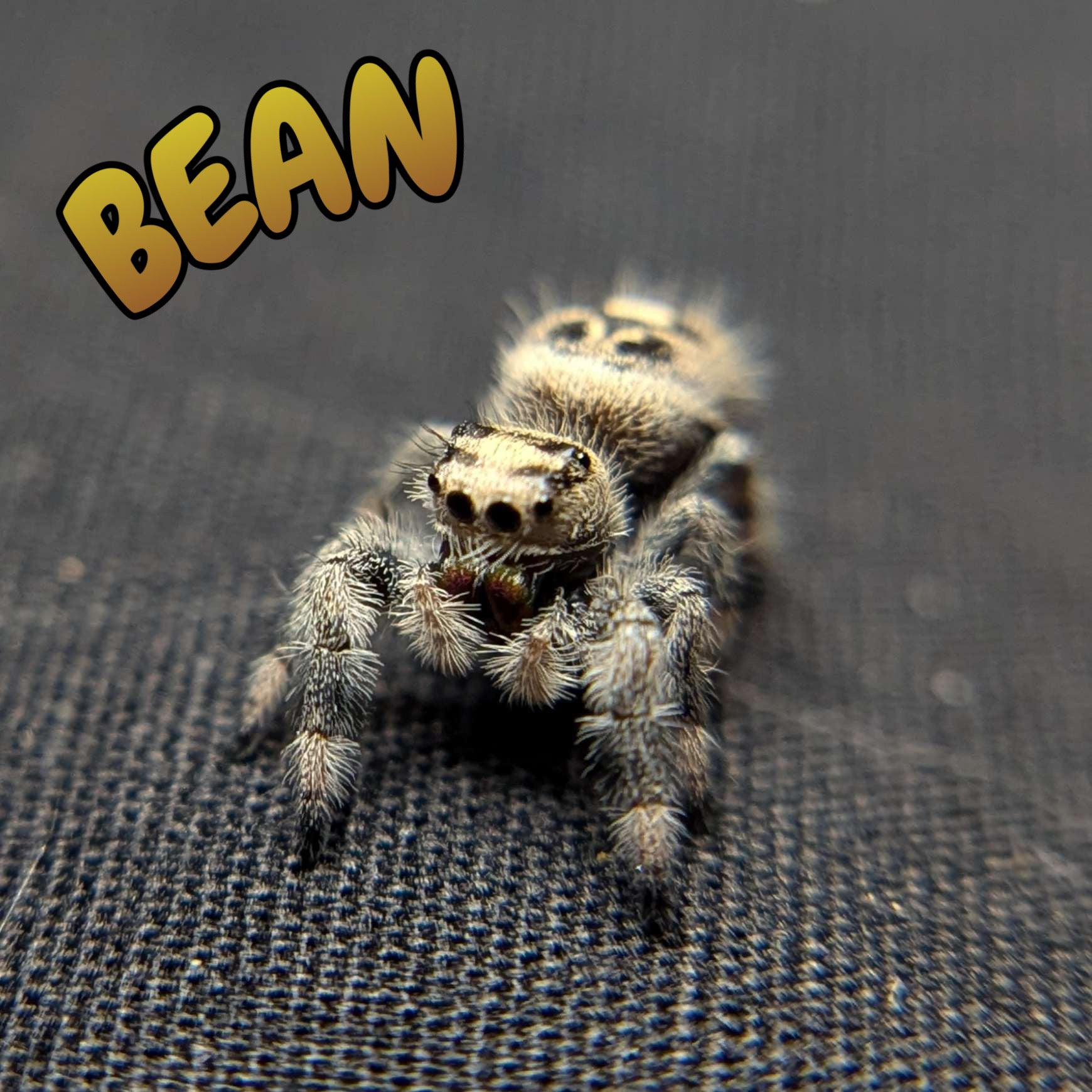 Female Regal Jumping Spider Bean