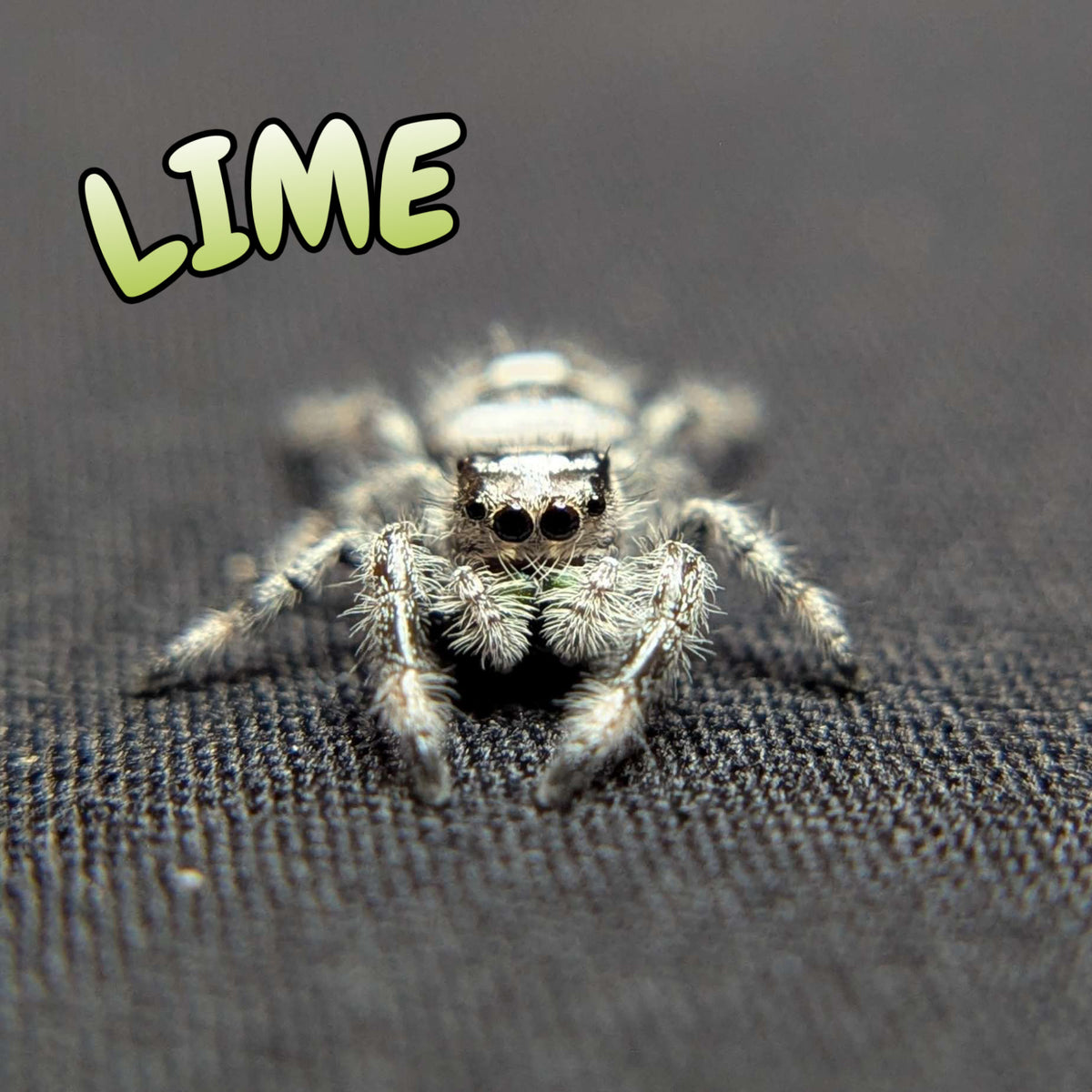 Regal Jumping Spider "Lime" (High White)