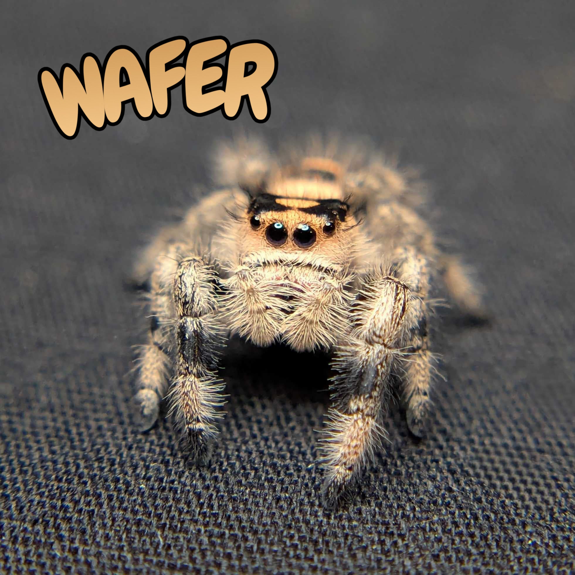 Regal Jumping Spider "Wafer"