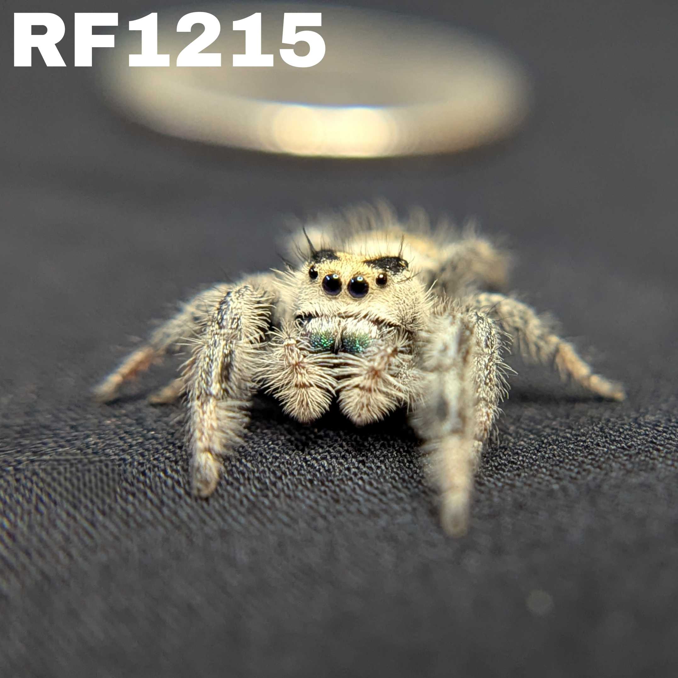 Regal Jumping Spider "Candy"