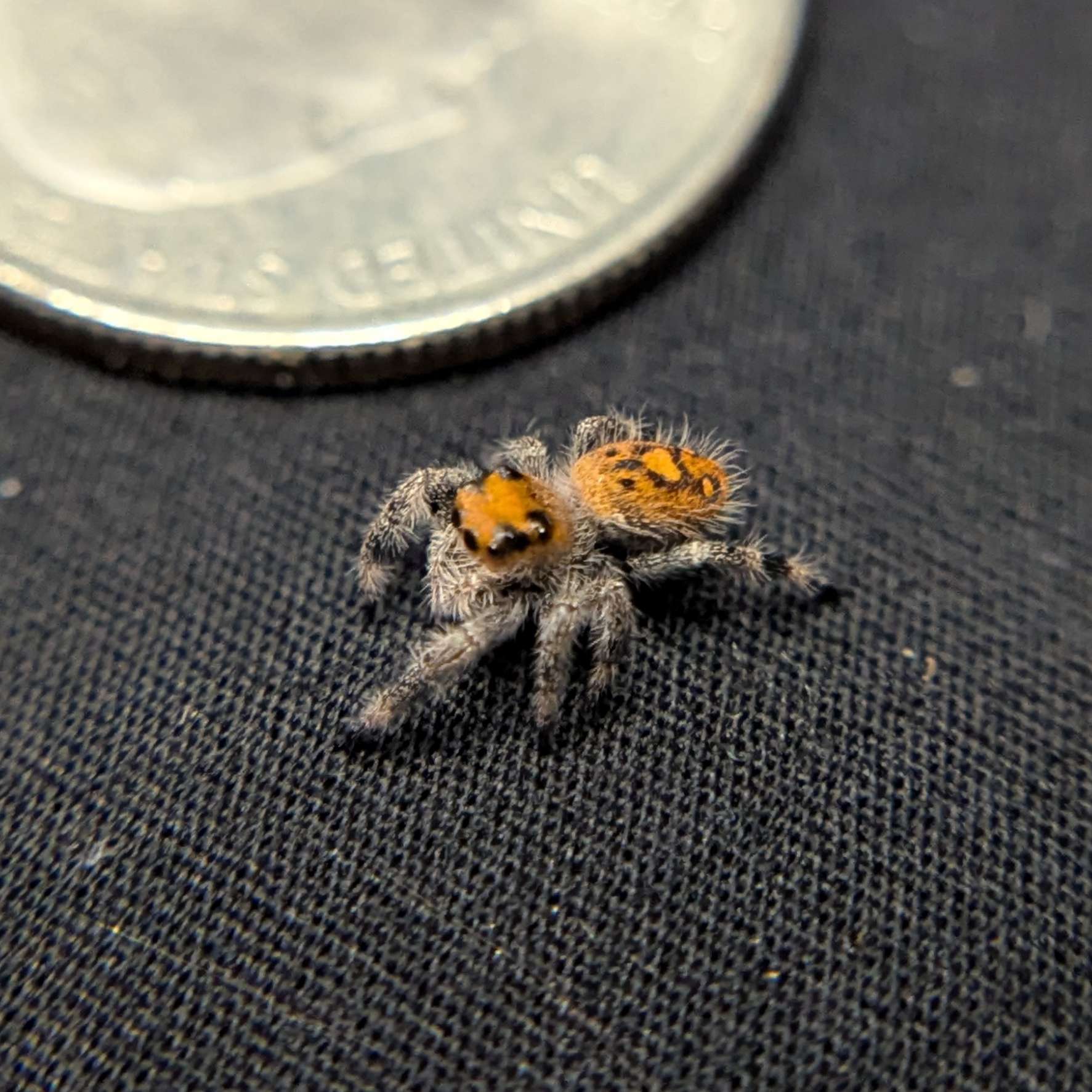 Regal Jumping Spider "Goose"