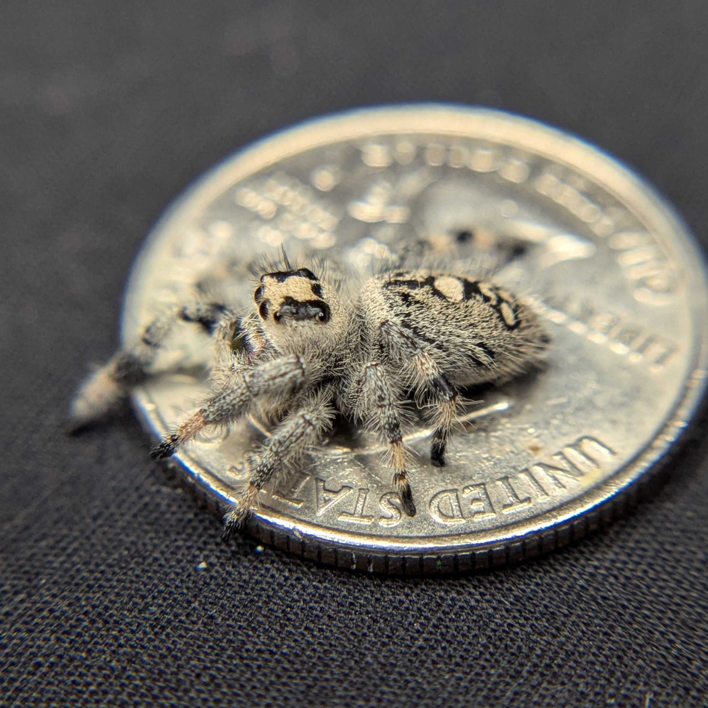 Regal Jumping Spider “Petal”