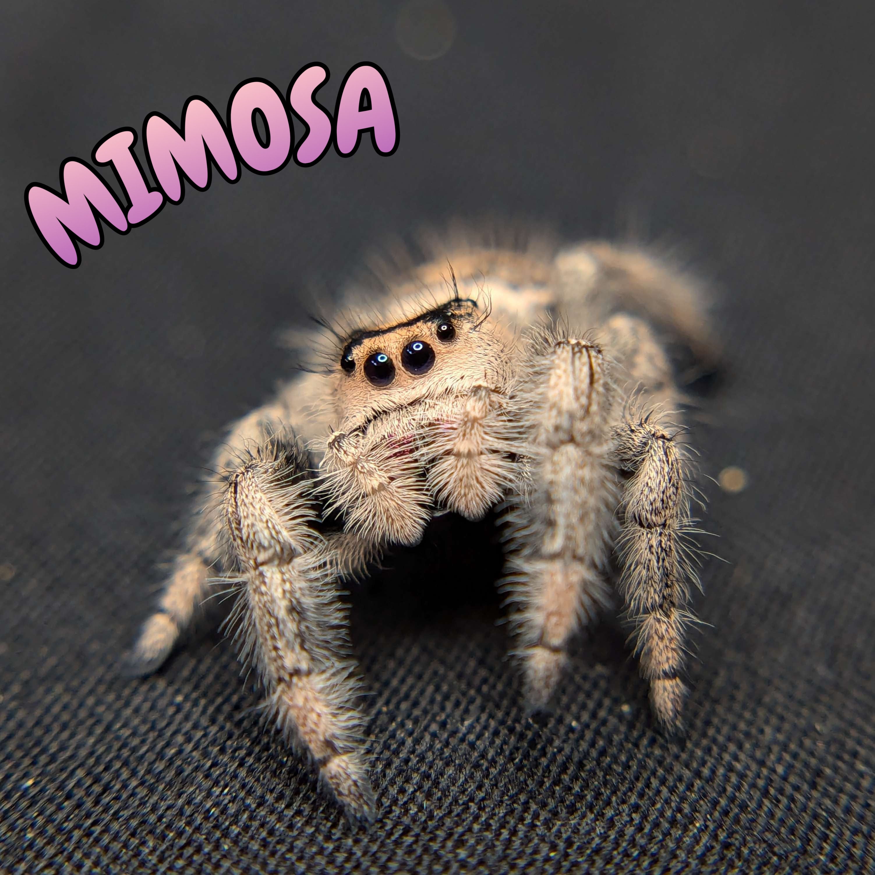 Regal Jumping Spider “Mimosa”