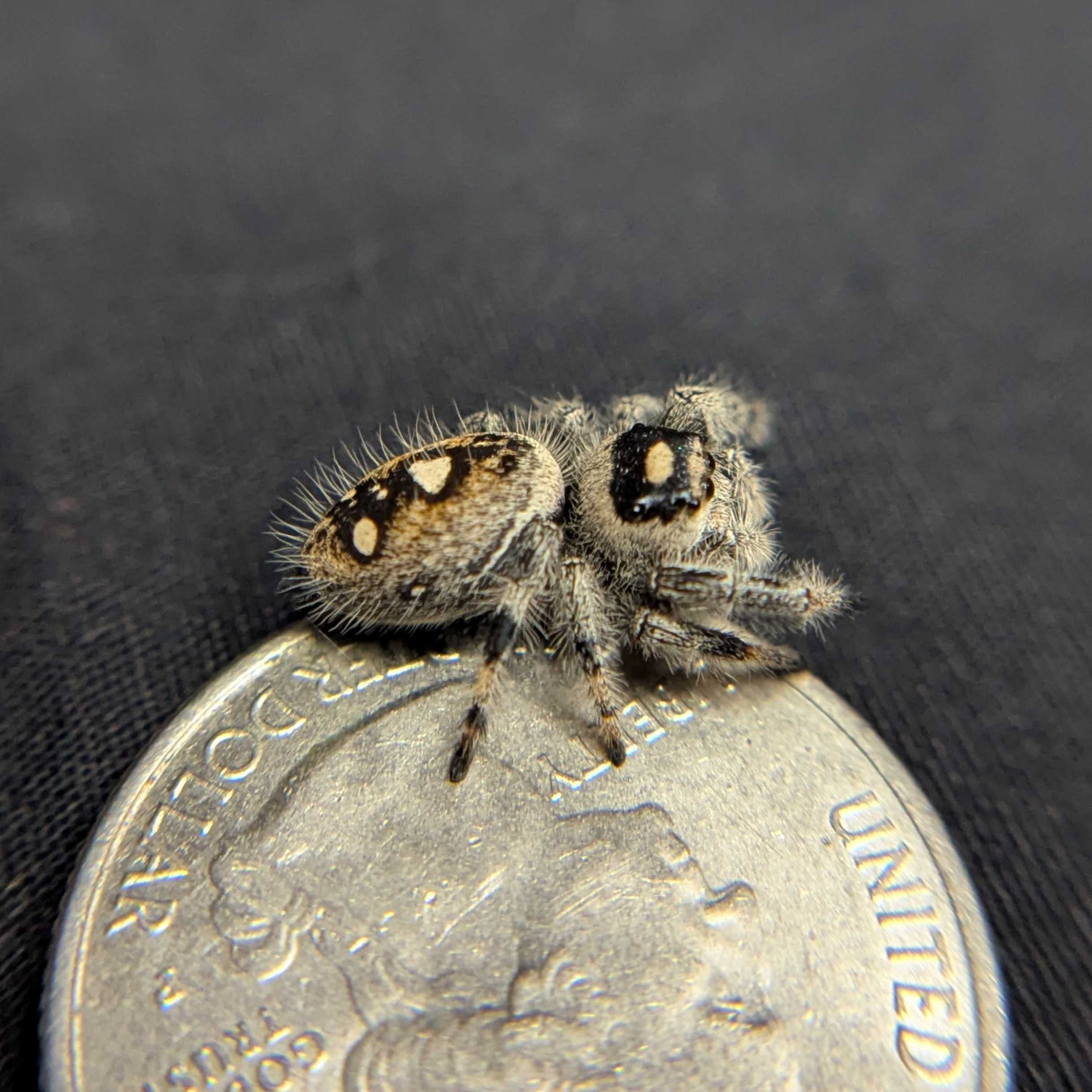 Regal Jumping Spider "Eggplant"