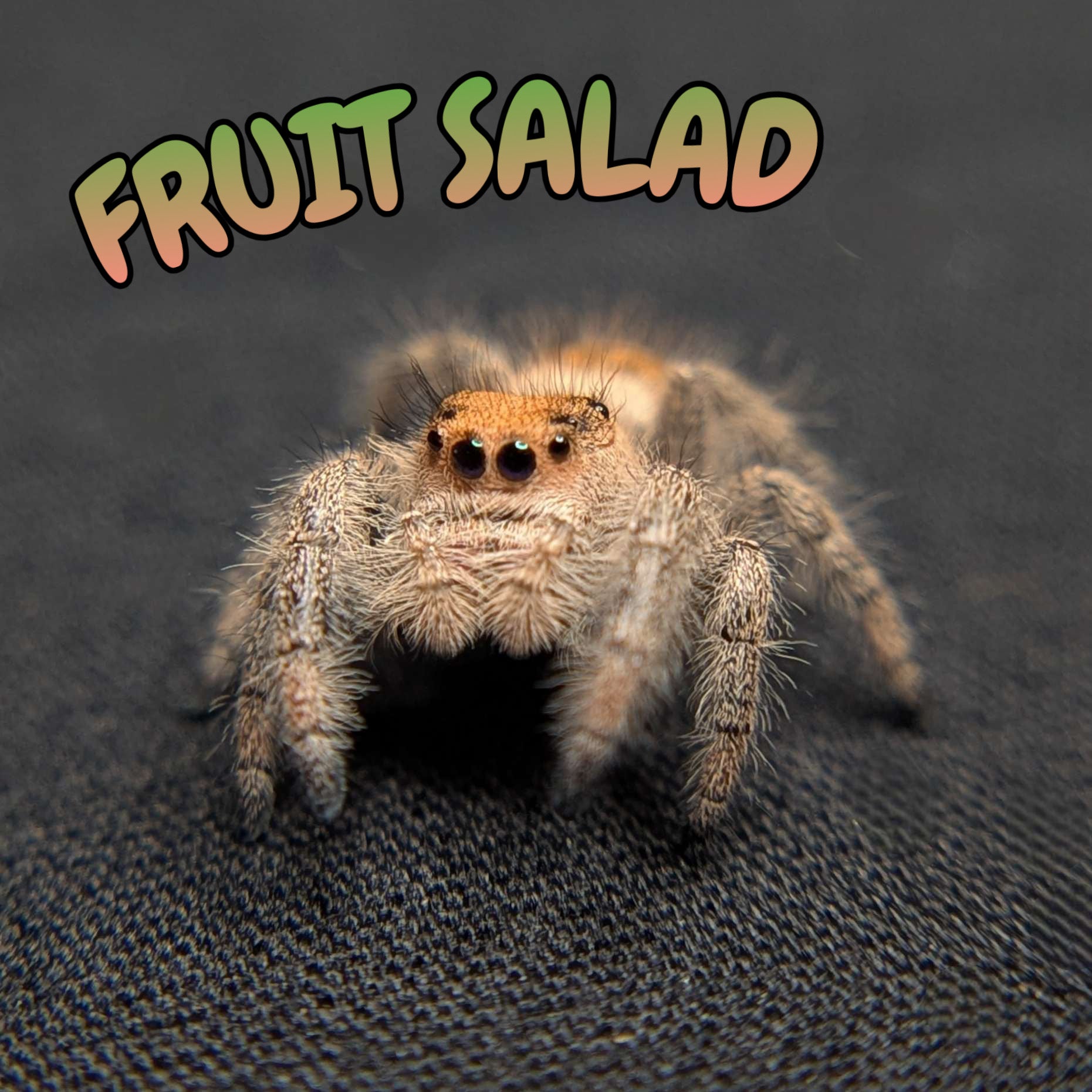 Regal Jumping Spider "Fruit Salad"