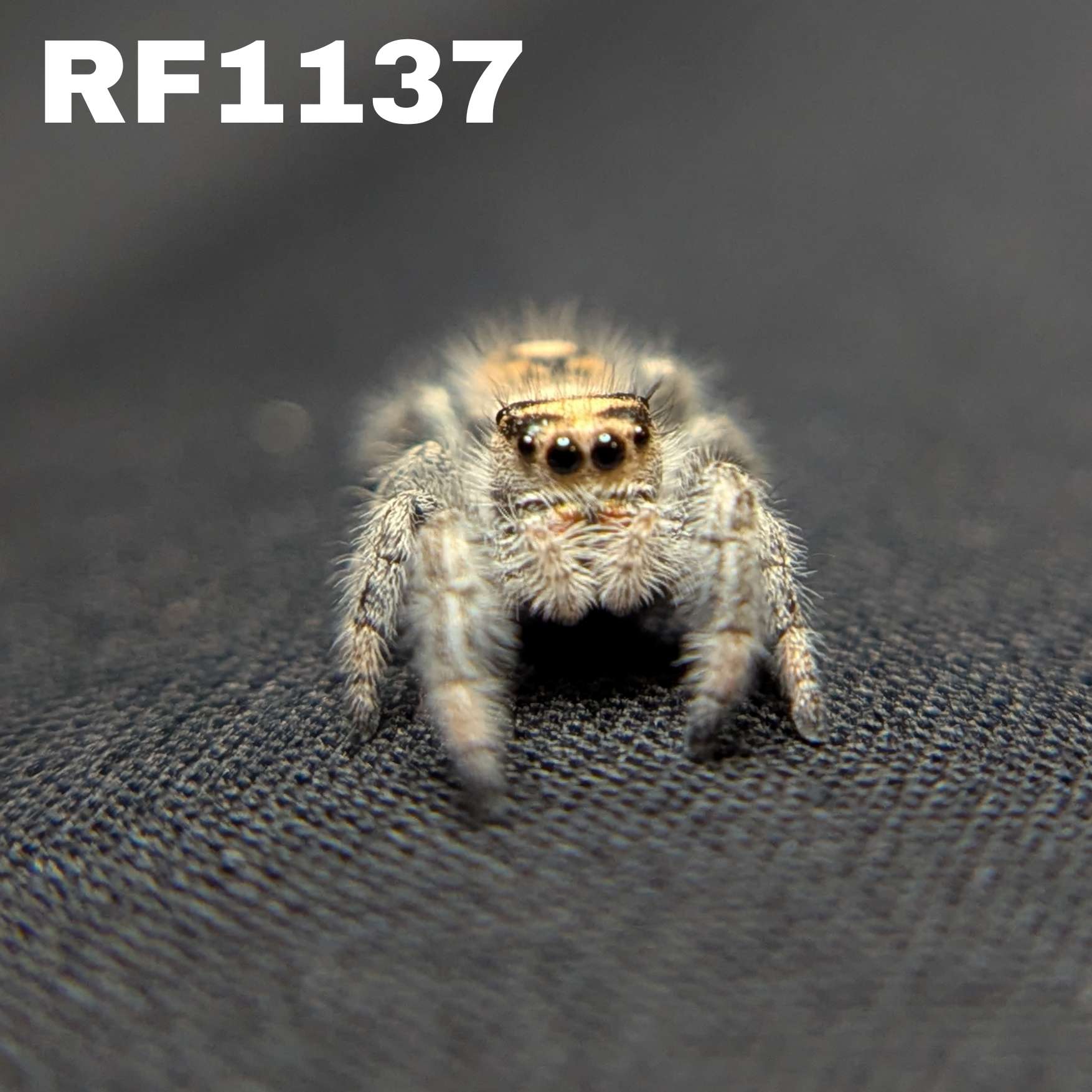 Regal Jumping Spider “Tater Tot”