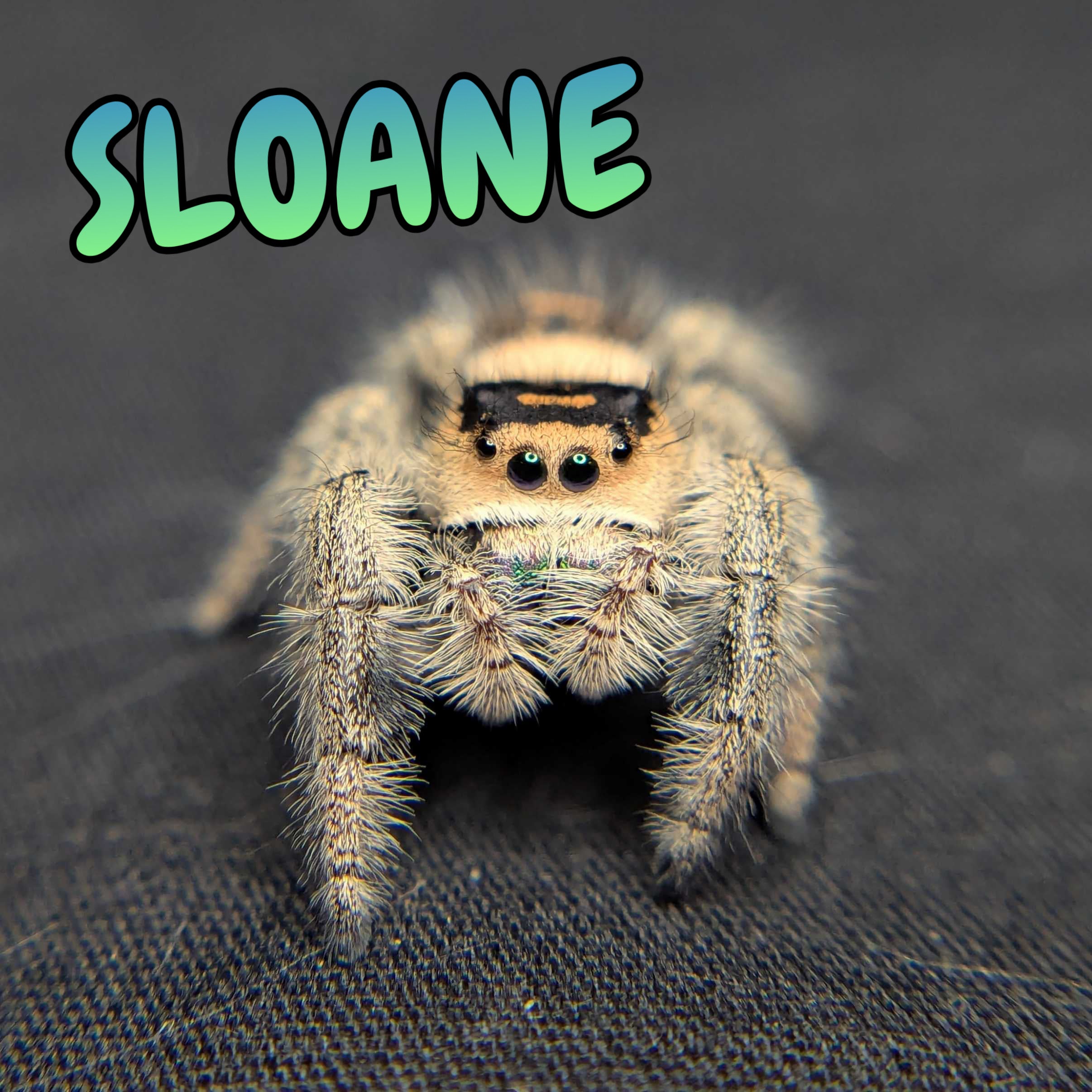 Regal Jumping Spider "Sloane"