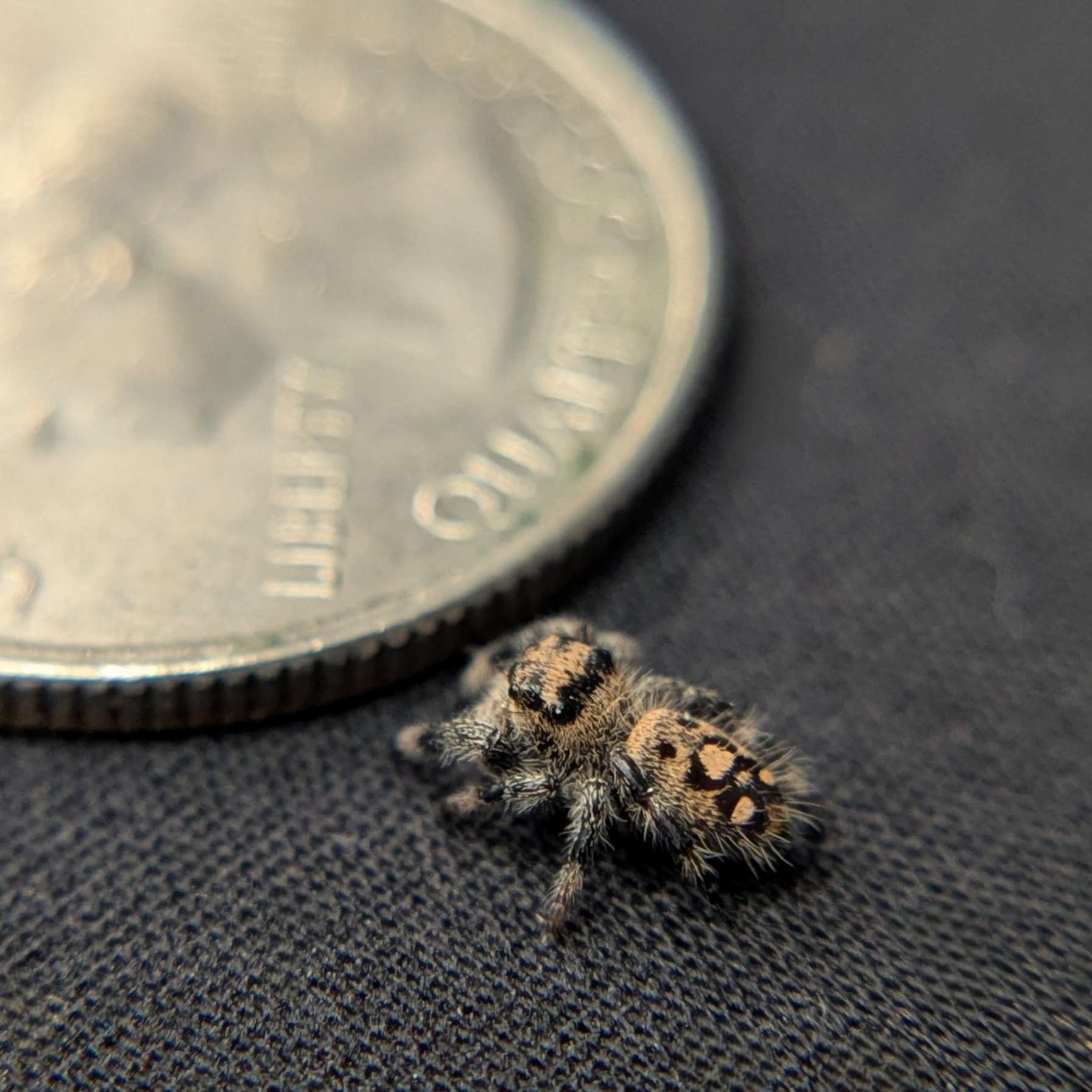 Regal Jumping Spider “Shortcake”