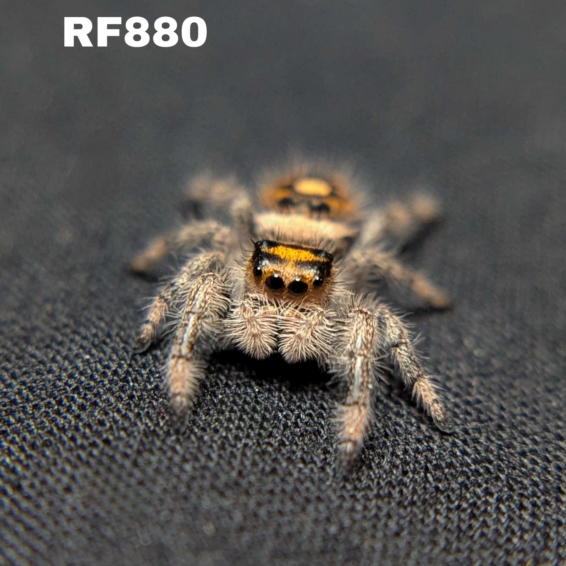 Regal Jumping Spider "Orange"