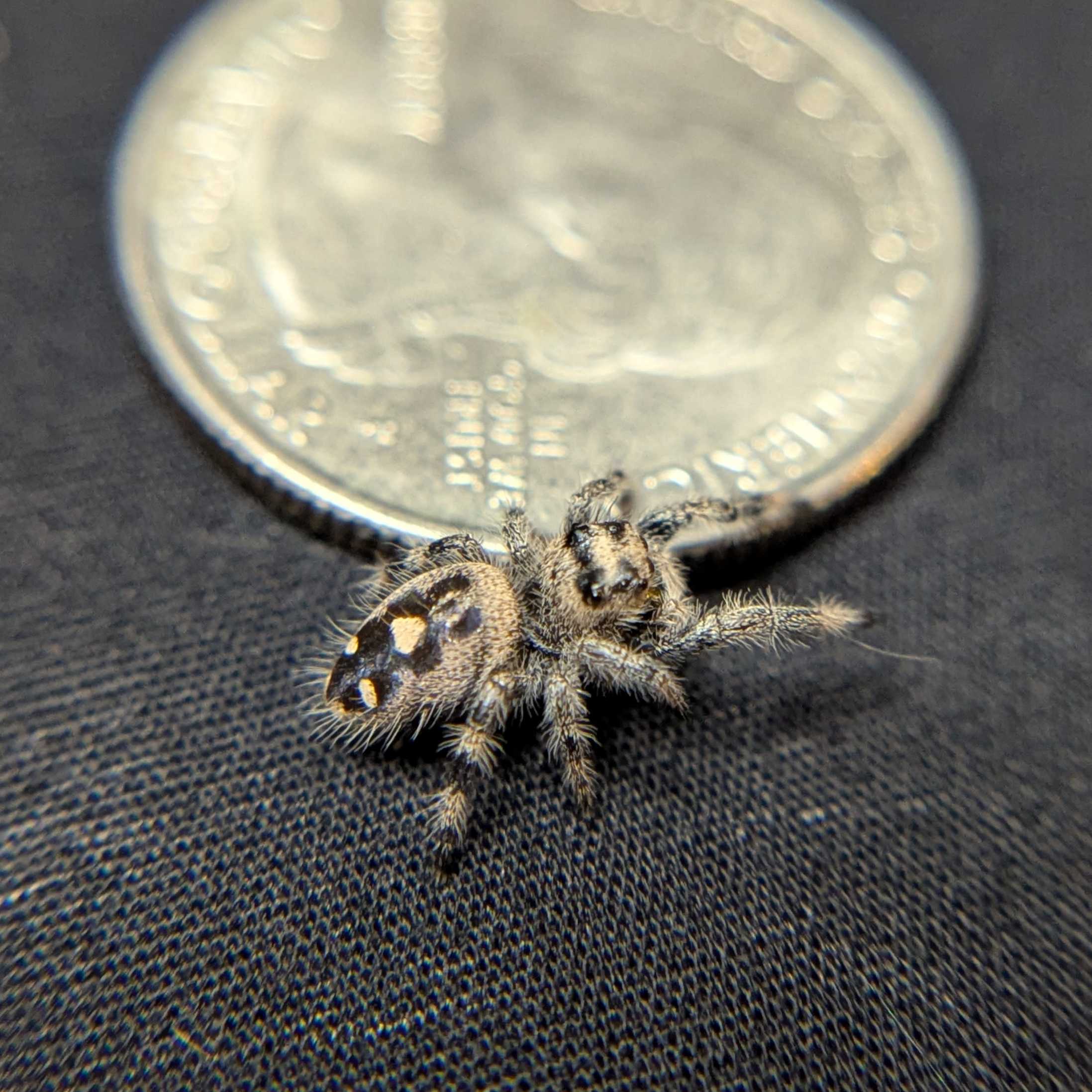 Regal Jumping Spider "Bumble"