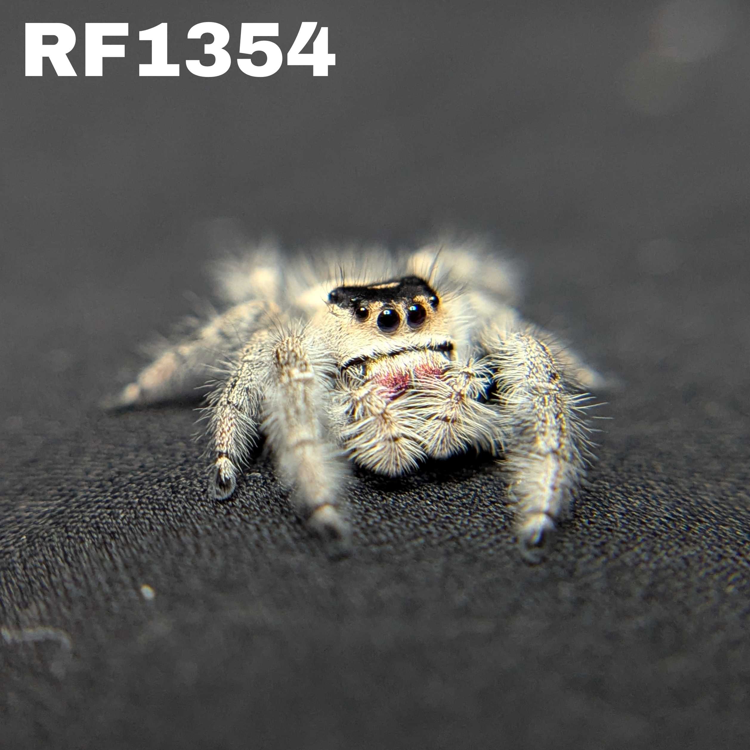 Regal Jumping Spider "Casper"