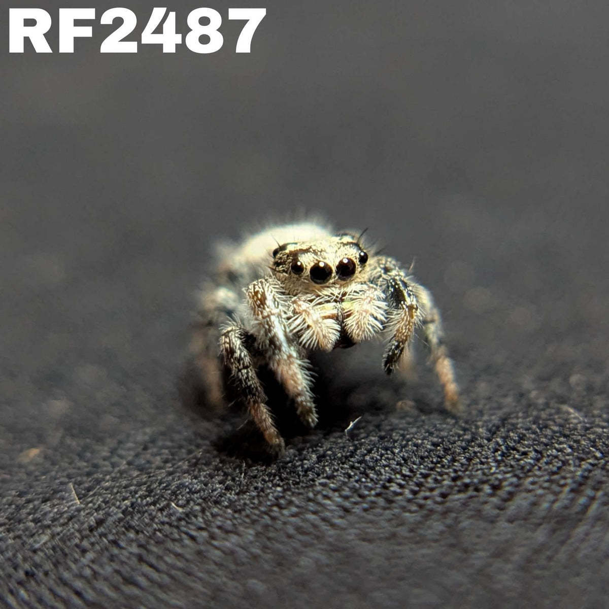 Regal Jumping Spider “Peridot”