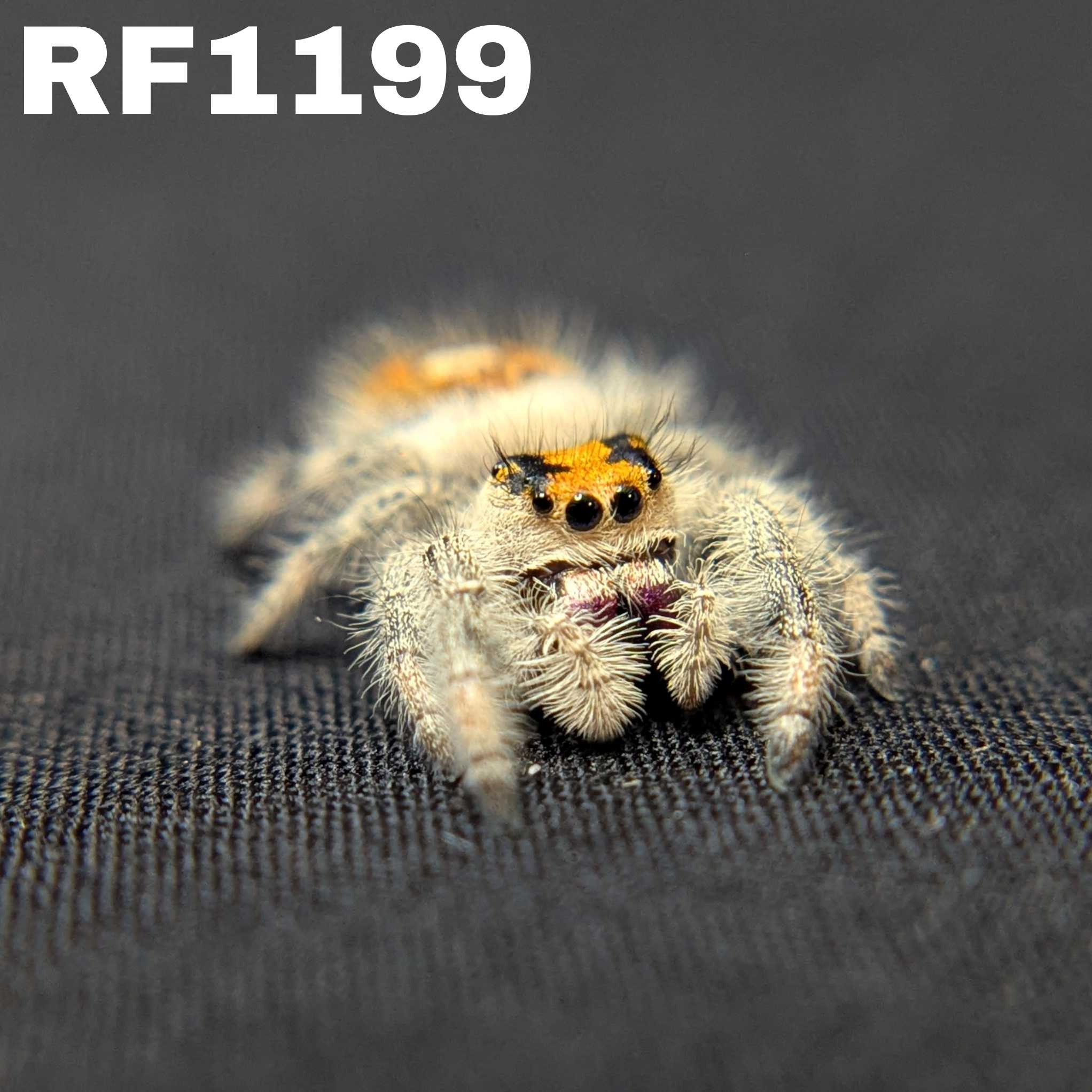 Regal Jumping Spider “Harvest Fern”