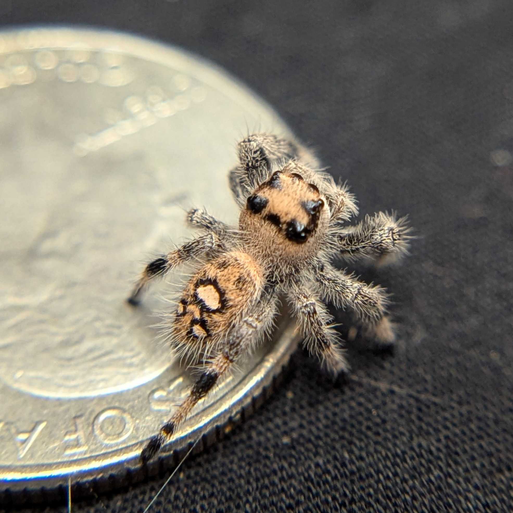 Regal Jumping Spider “Magnolia”