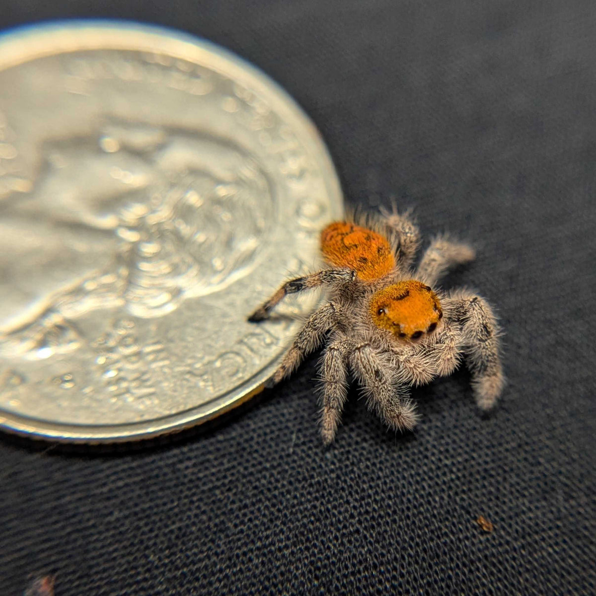 Regal Jumping Spider "Marzipan"