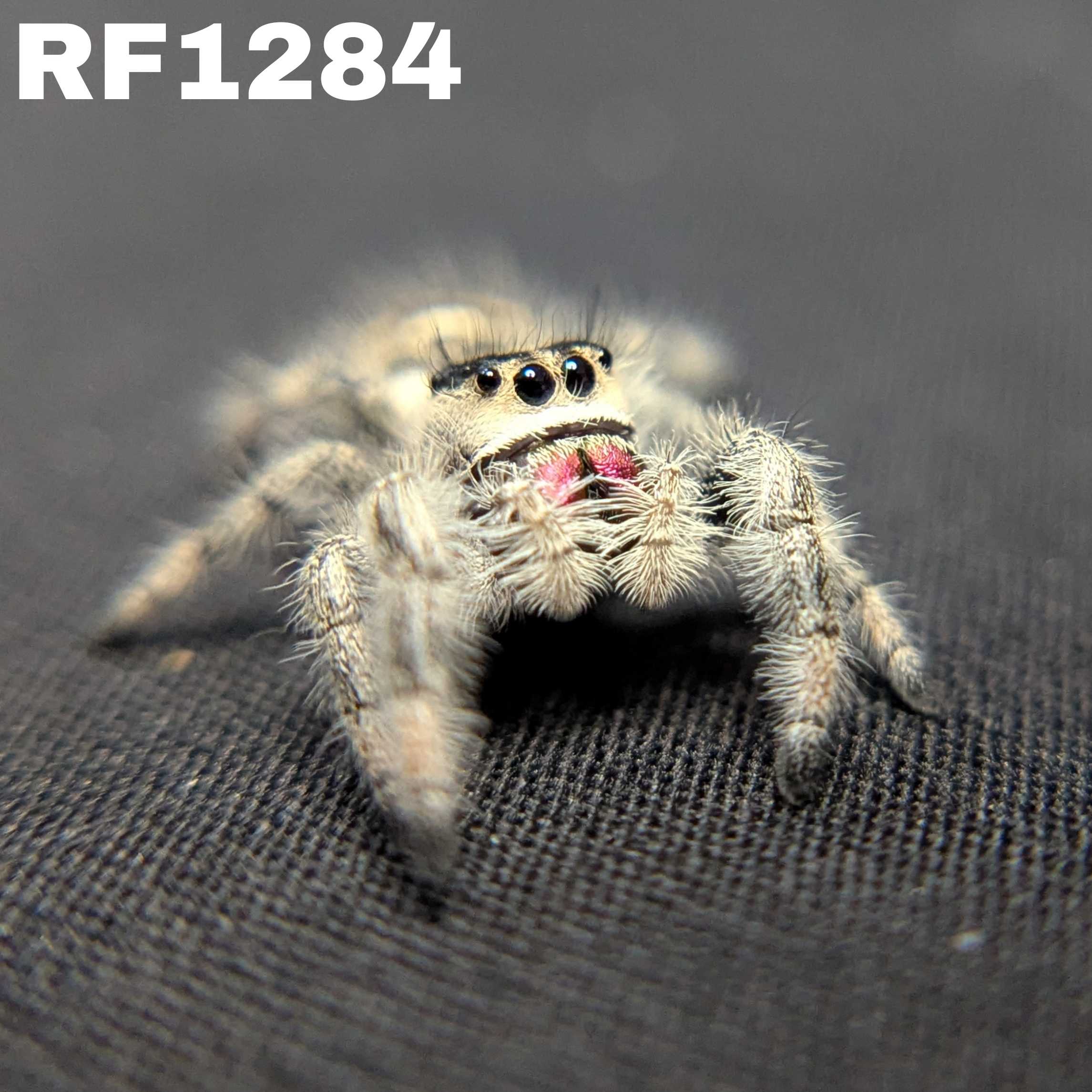 Regal Jumping Spider "Snowball"