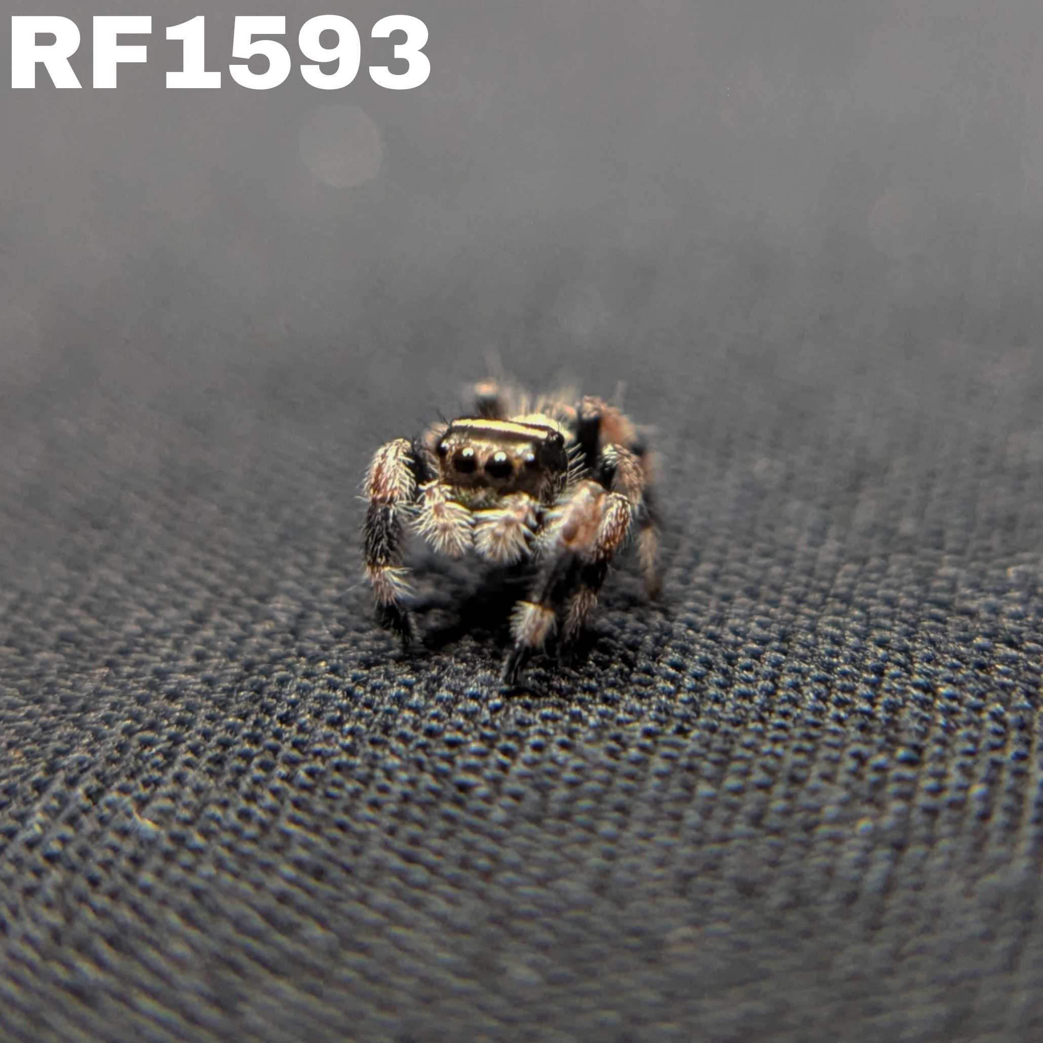 Regal Jumping Spider "Chocolate"