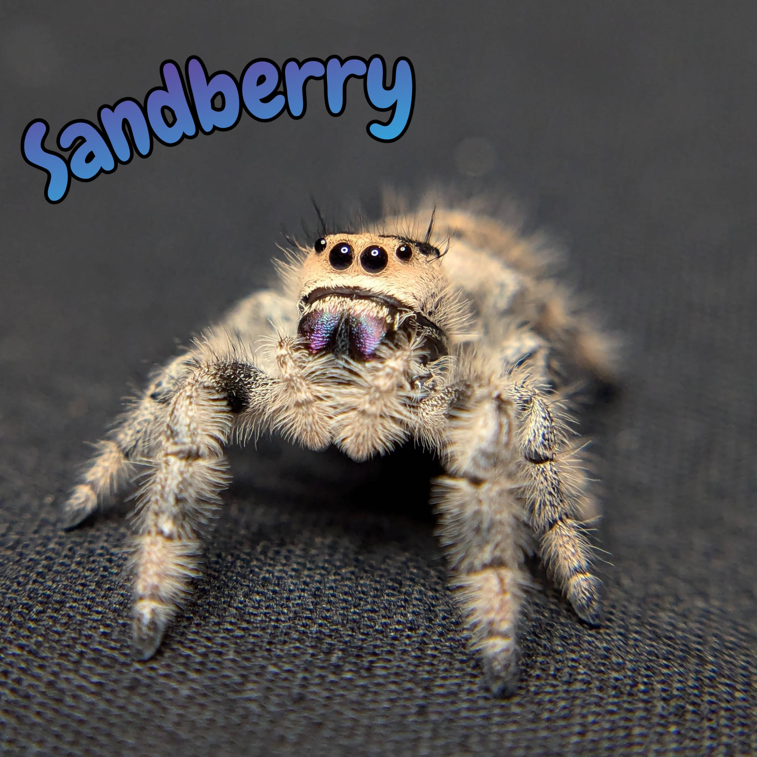Female Regal Jumping Spider Sandberry