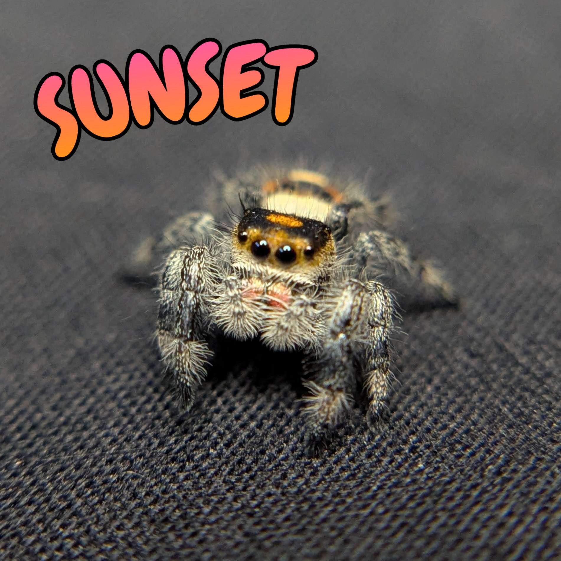 Regal Jumping Spider "Sunset"
