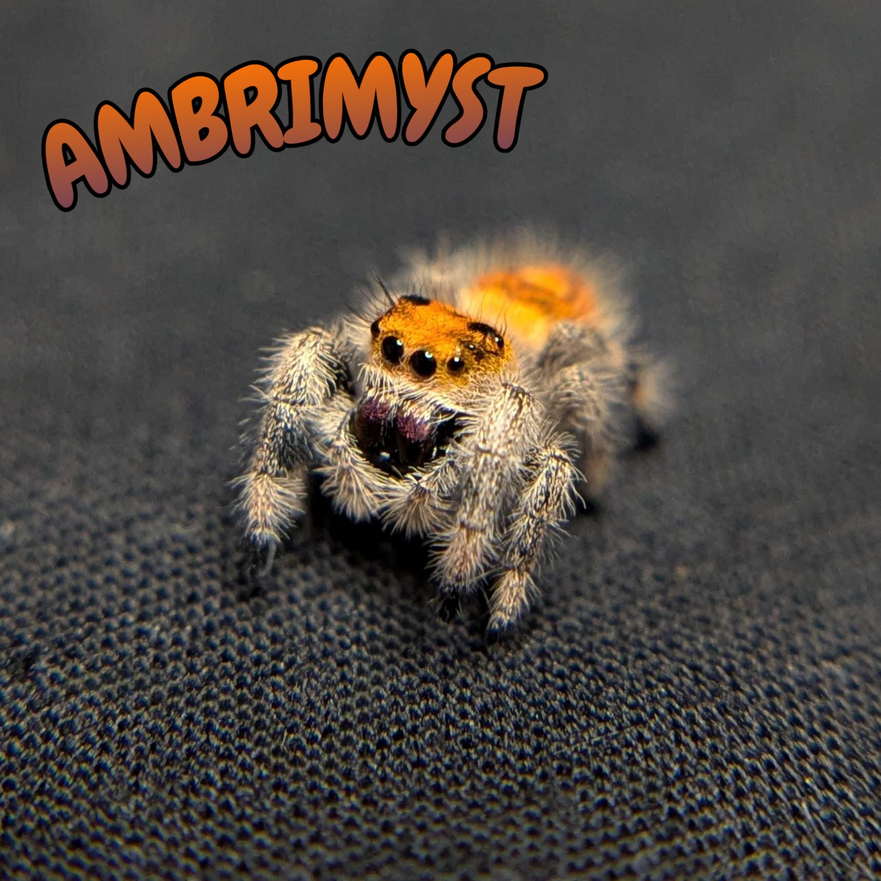 Regal Jumping Spider "Ambrimyst"