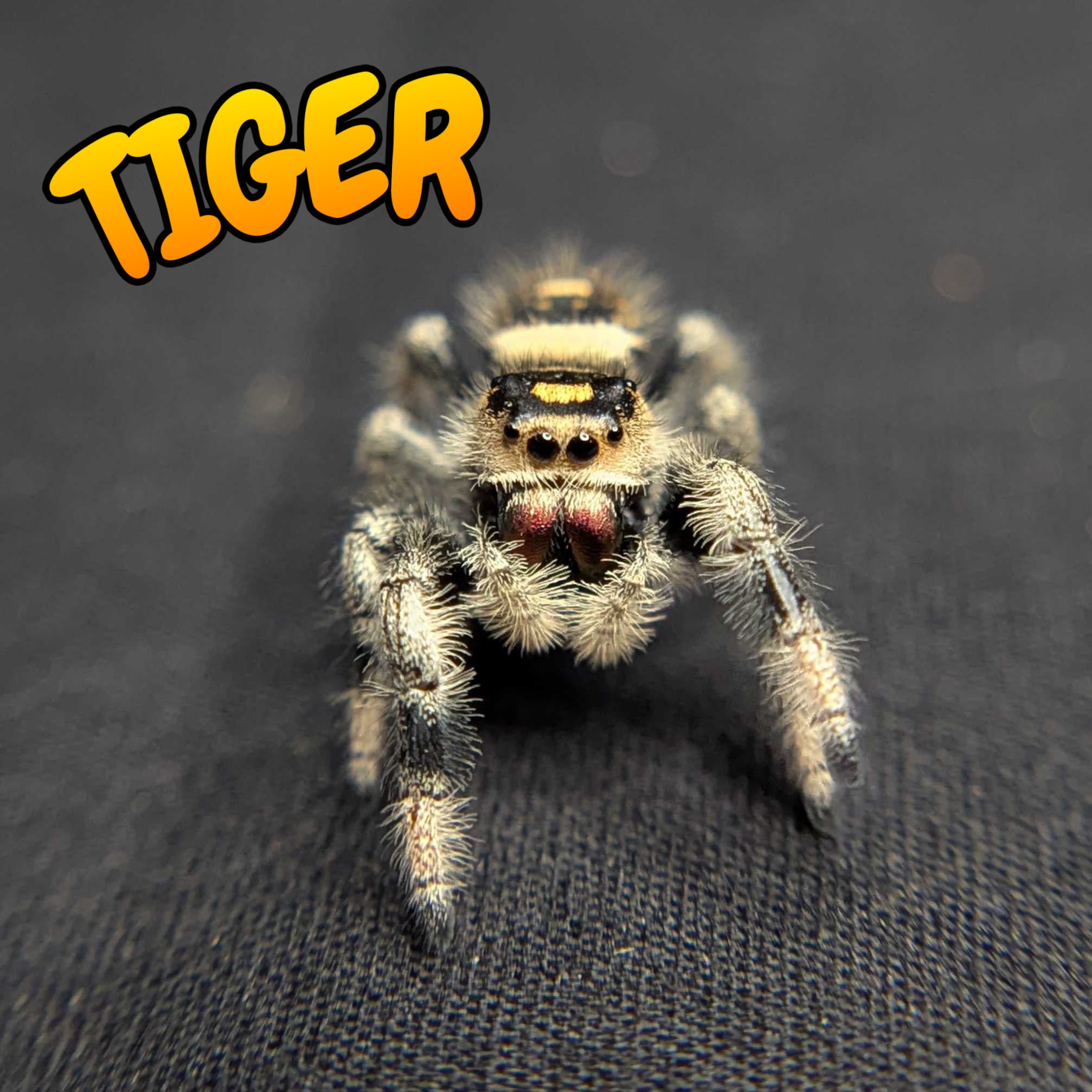 Regal Jumping Spider "Tiger"
