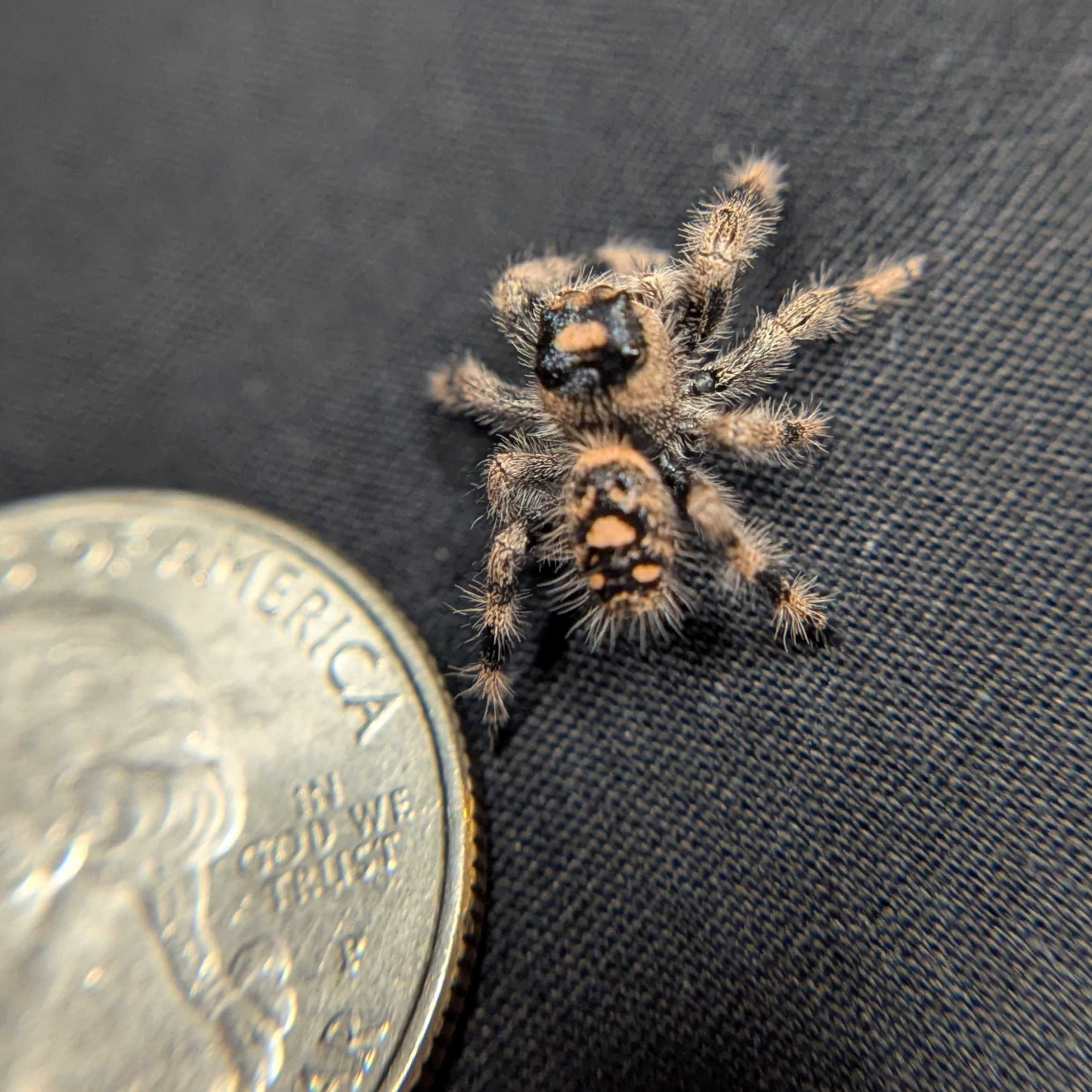 Regal Jumping Spider "Pinkberry"