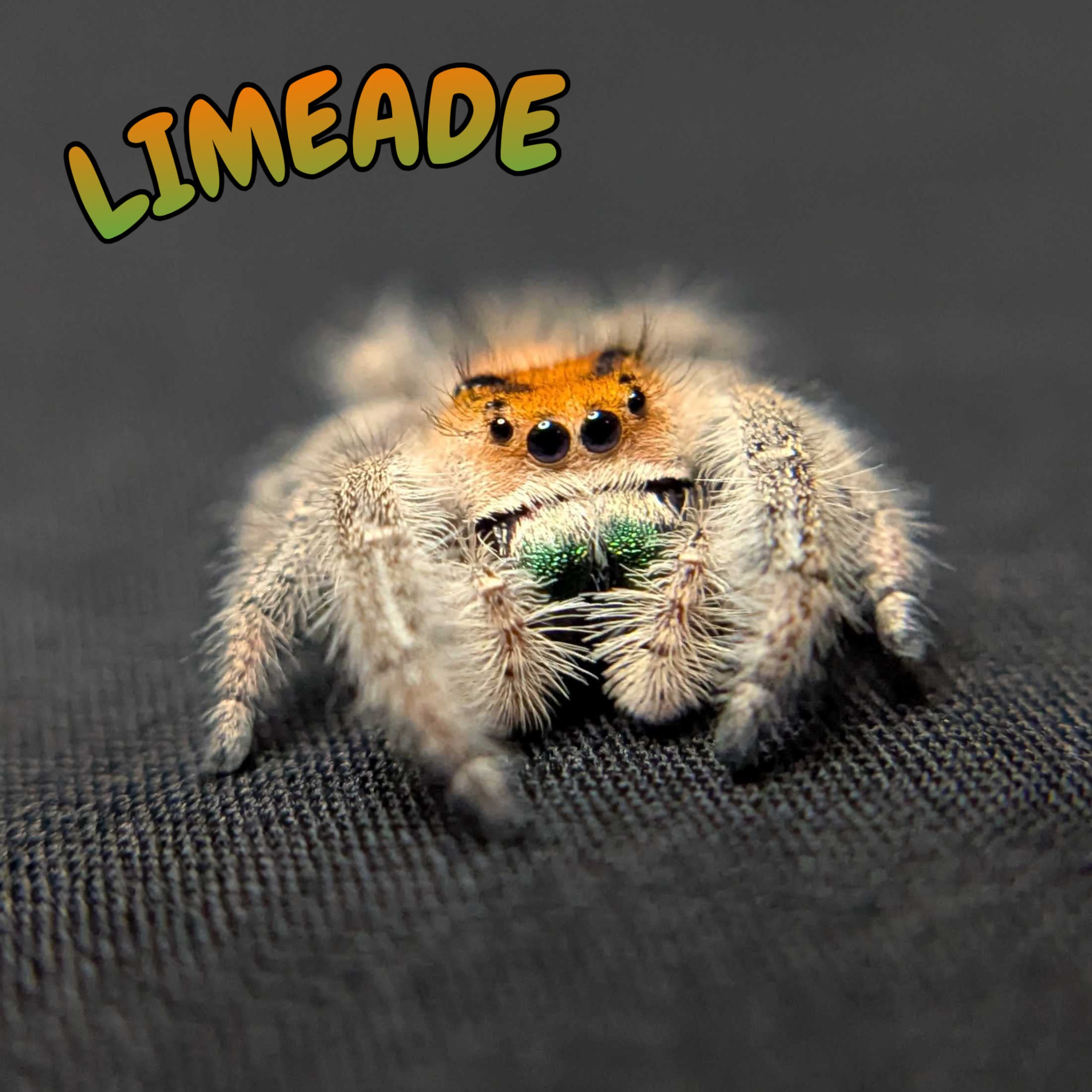 Regal Jumping Spider "Limeade"