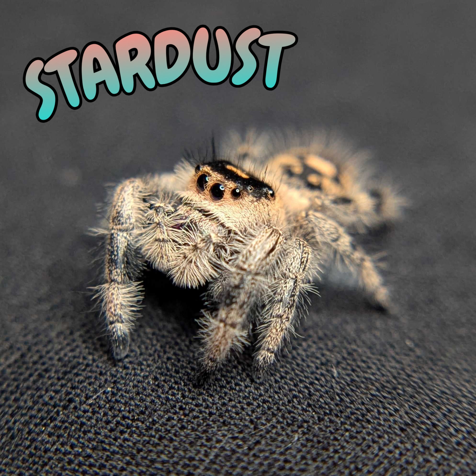 Regal Jumping Spider "Stardust"