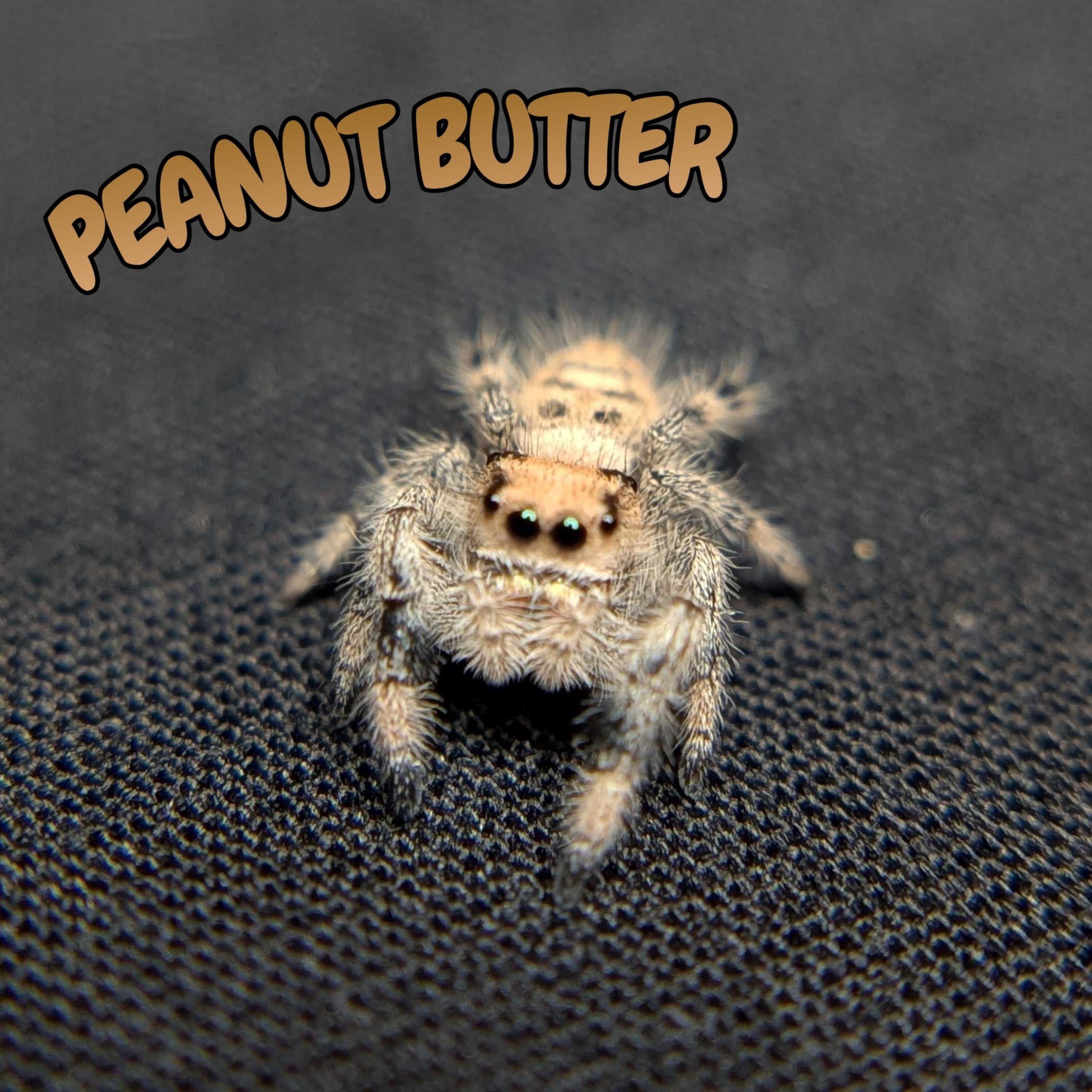 Regal Jumping Spider “Peanut Butter”
