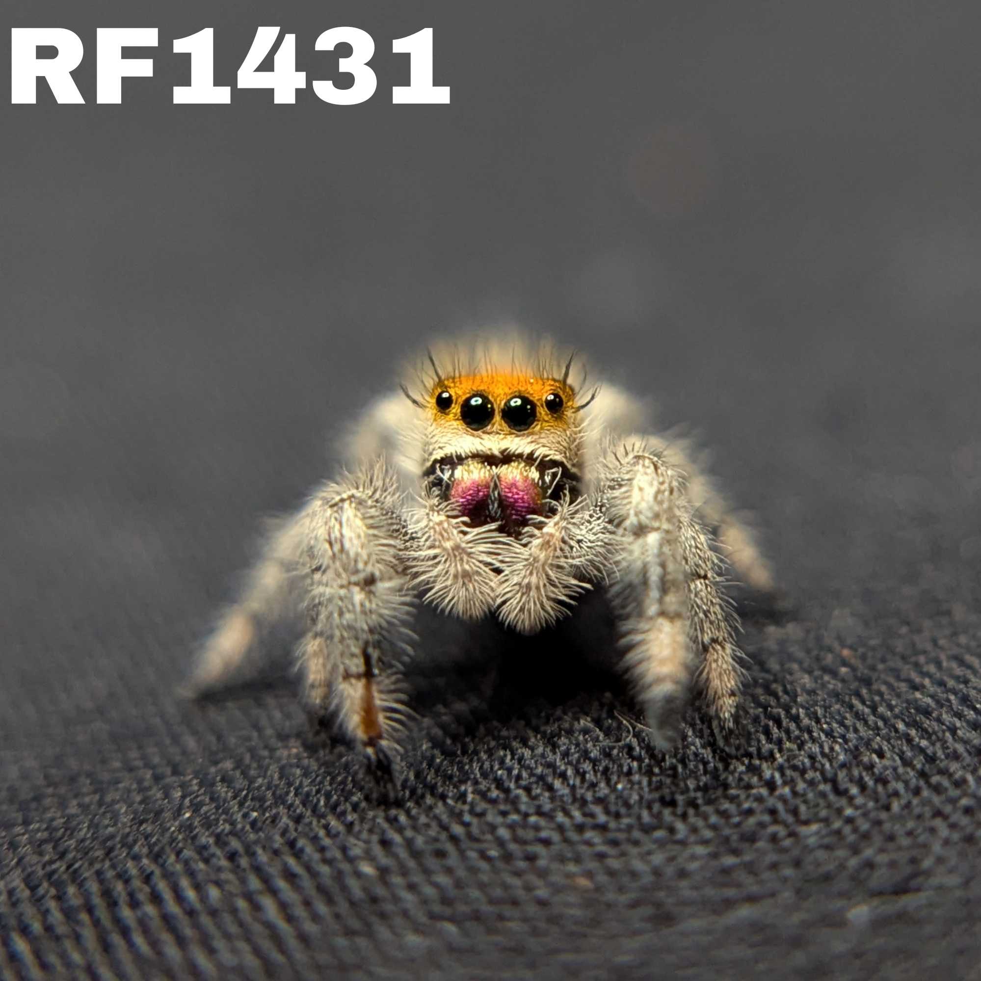 Regal Jumping Spider "Gemstone"