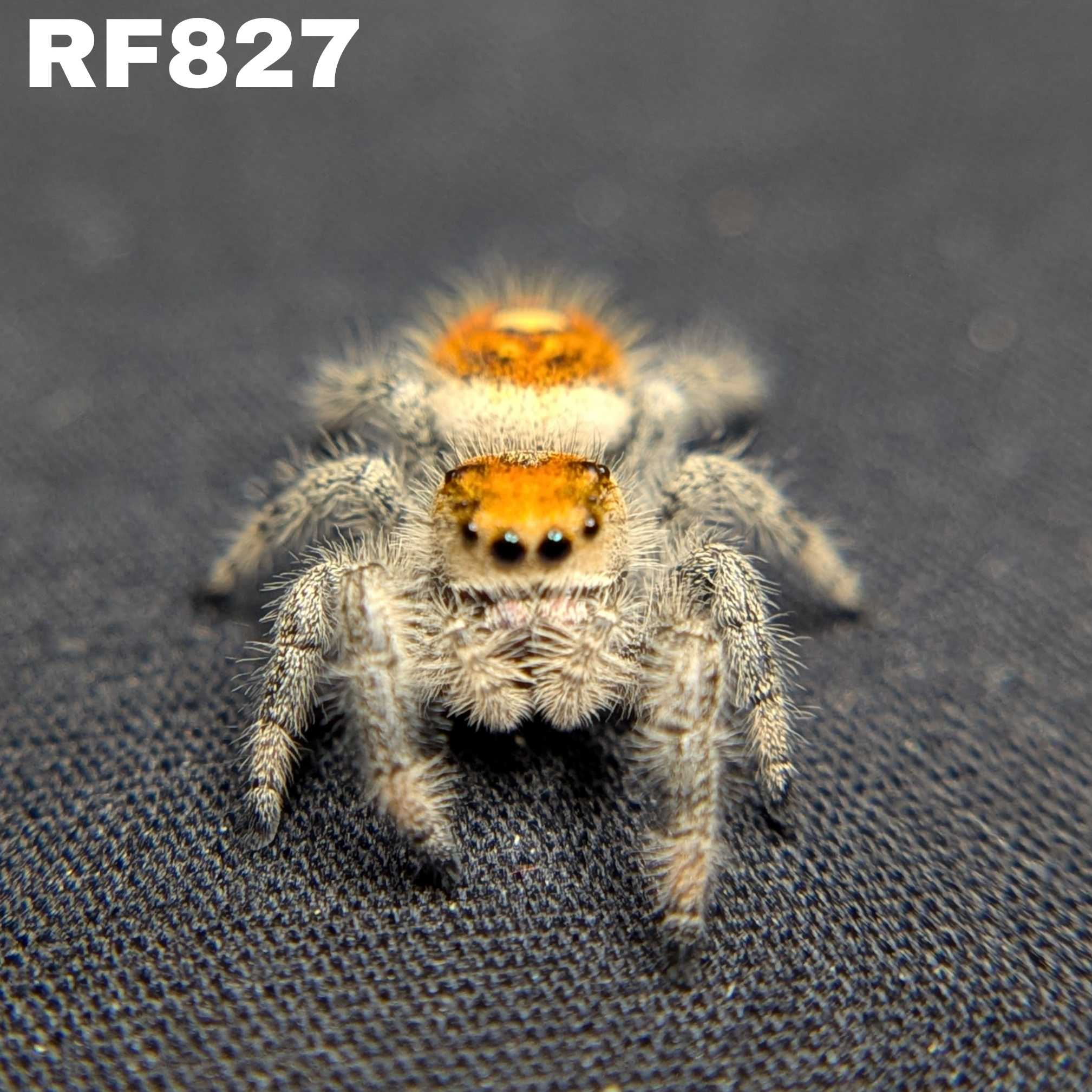 Regal Jumping Spider "Jazz"
