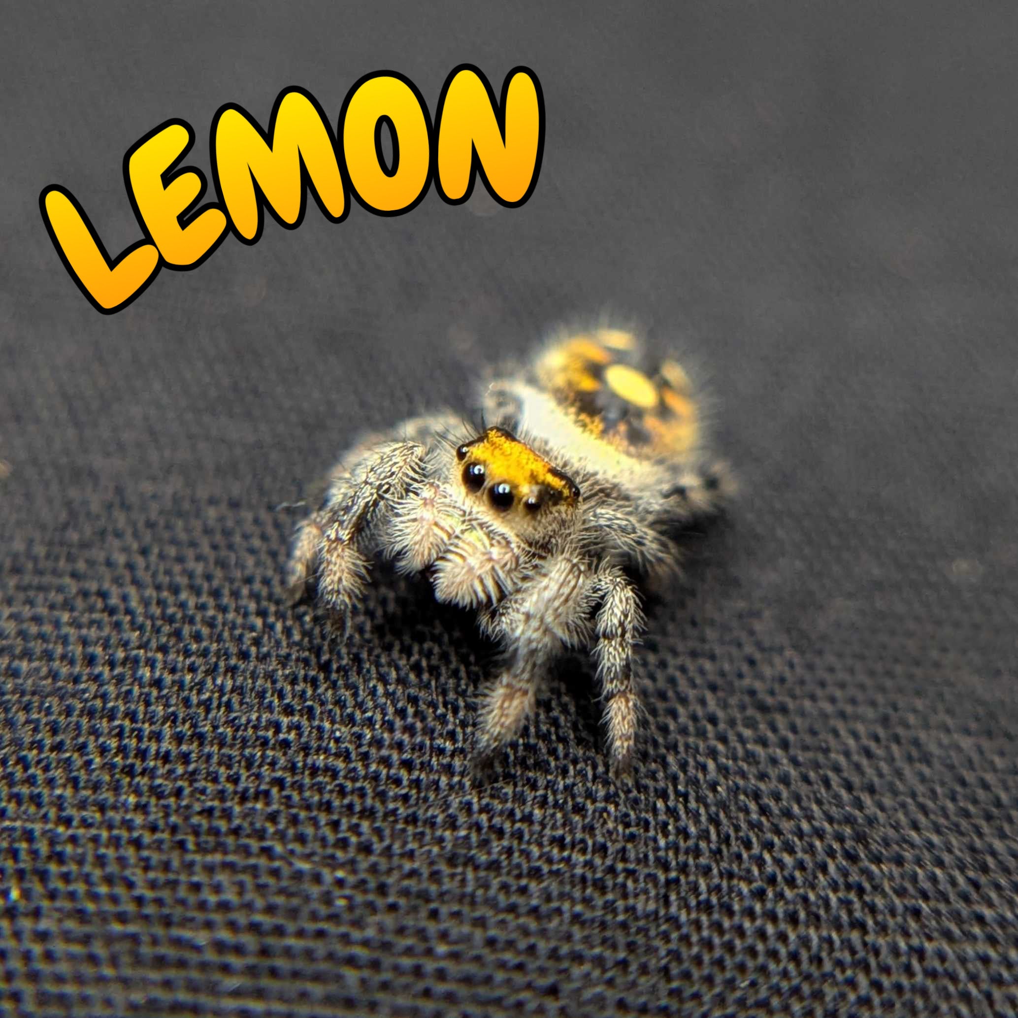 Regal Jumping Spider "Lemon"