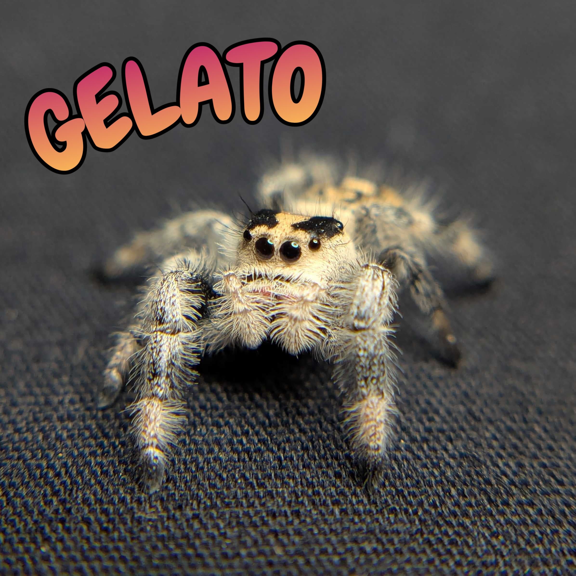 Regal Jumping Spider "Gelato"
